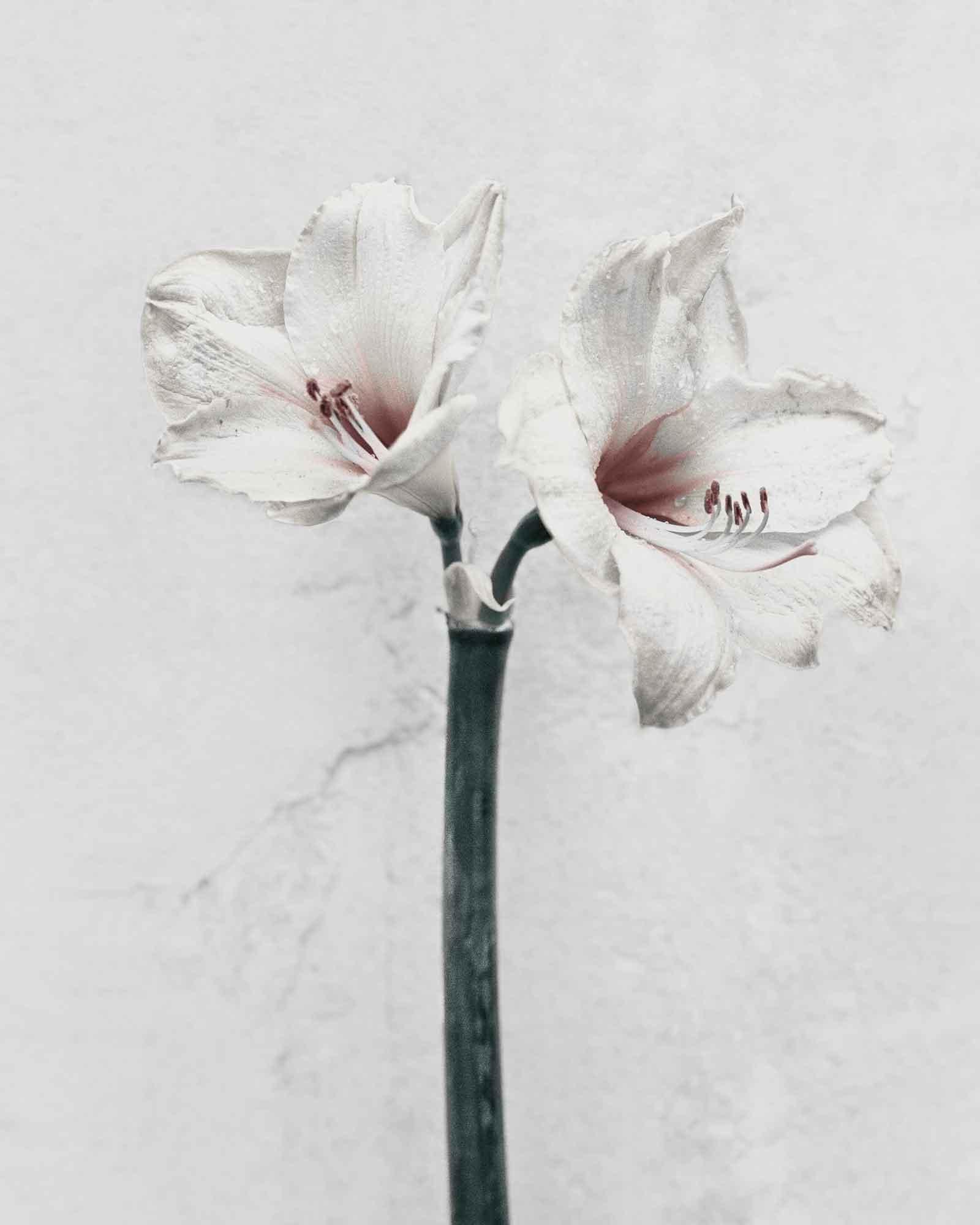 Vee Speers Still-Life Photograph - Botanica #5 (Amaryllis)