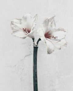 Botanica n°5 (Amaryllis)