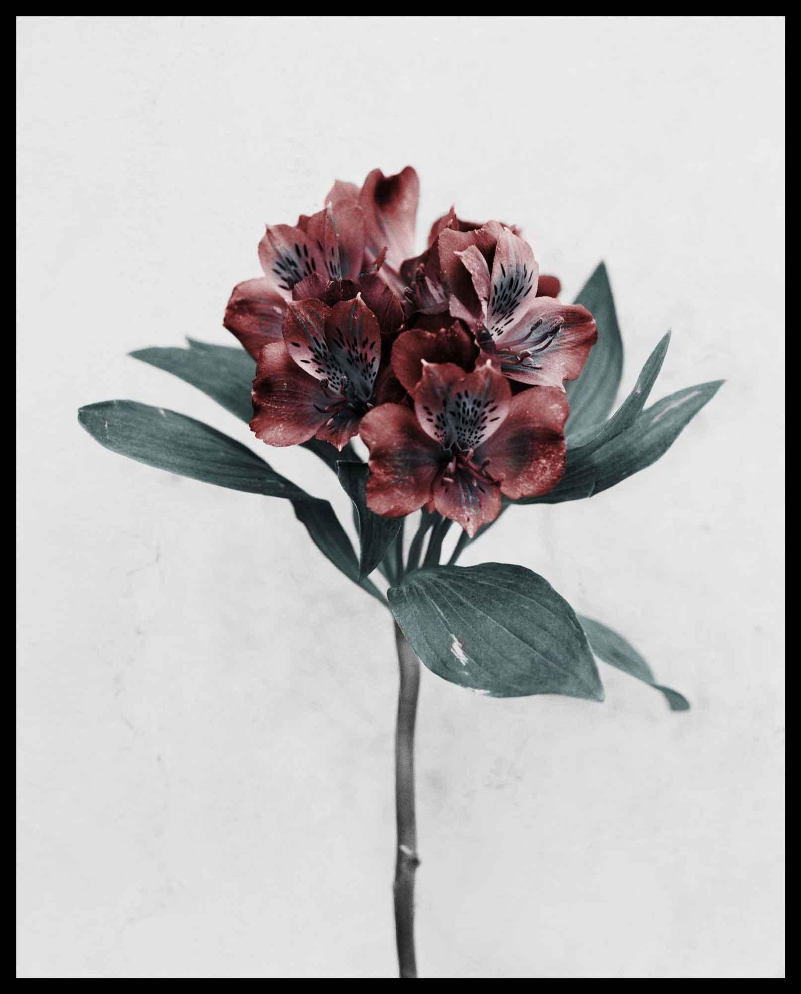 Botanica #8 (Alstroemeria) - Gray Still-Life Photograph by Vee Speers