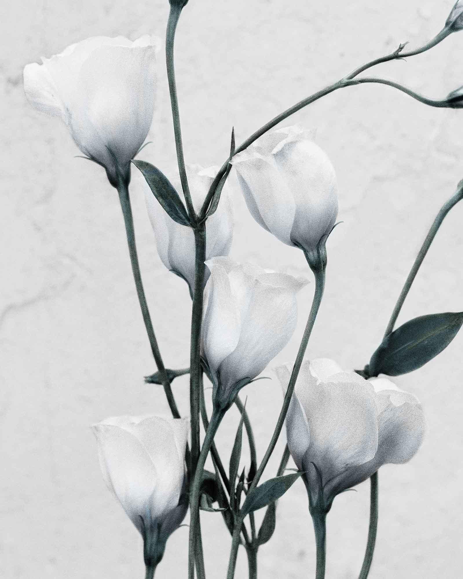 Botanica #9 (Eustoma Grandiflorum) – Photograph von Vee Speers