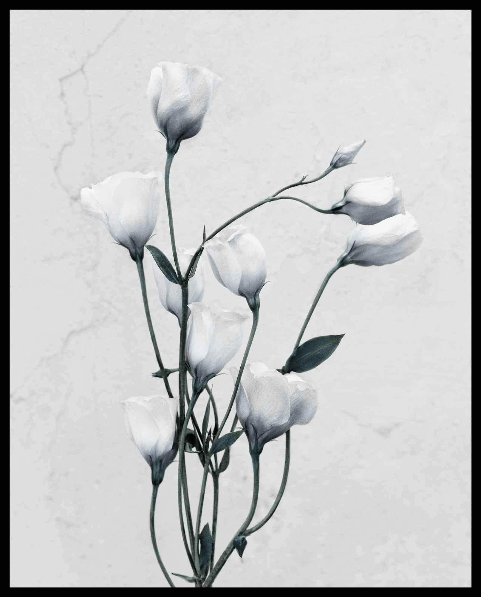 Botanica #9 (Eustoma Grandiflorum) - Gray Color Photograph by Vee Speers