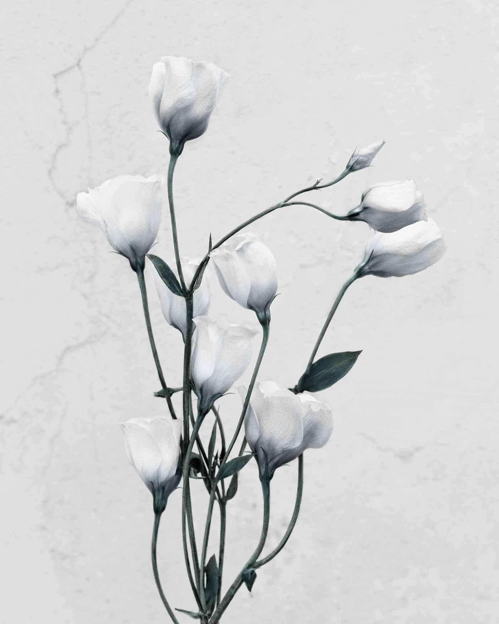 Vee Speers Color Photograph – Botanica #9 (Eustoma Grandiflorum)
