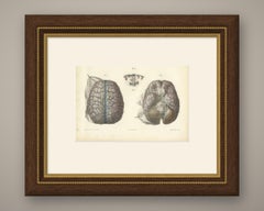 Veins of the Cerebral Hemispheres, Antique Hirschfeld Anatomy Print, 1866