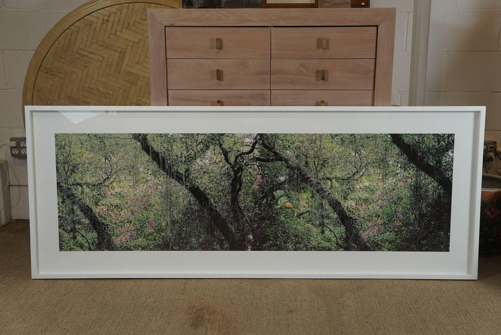 Here is a beautiful photograph in a large-scale by Vel Riberto, Rio Green #, 2012. The image is lush and full of splendor with hanging vines in the trees and surround flowers. The paper size is 28 by 74 inches and the image size is 20 by 66.25