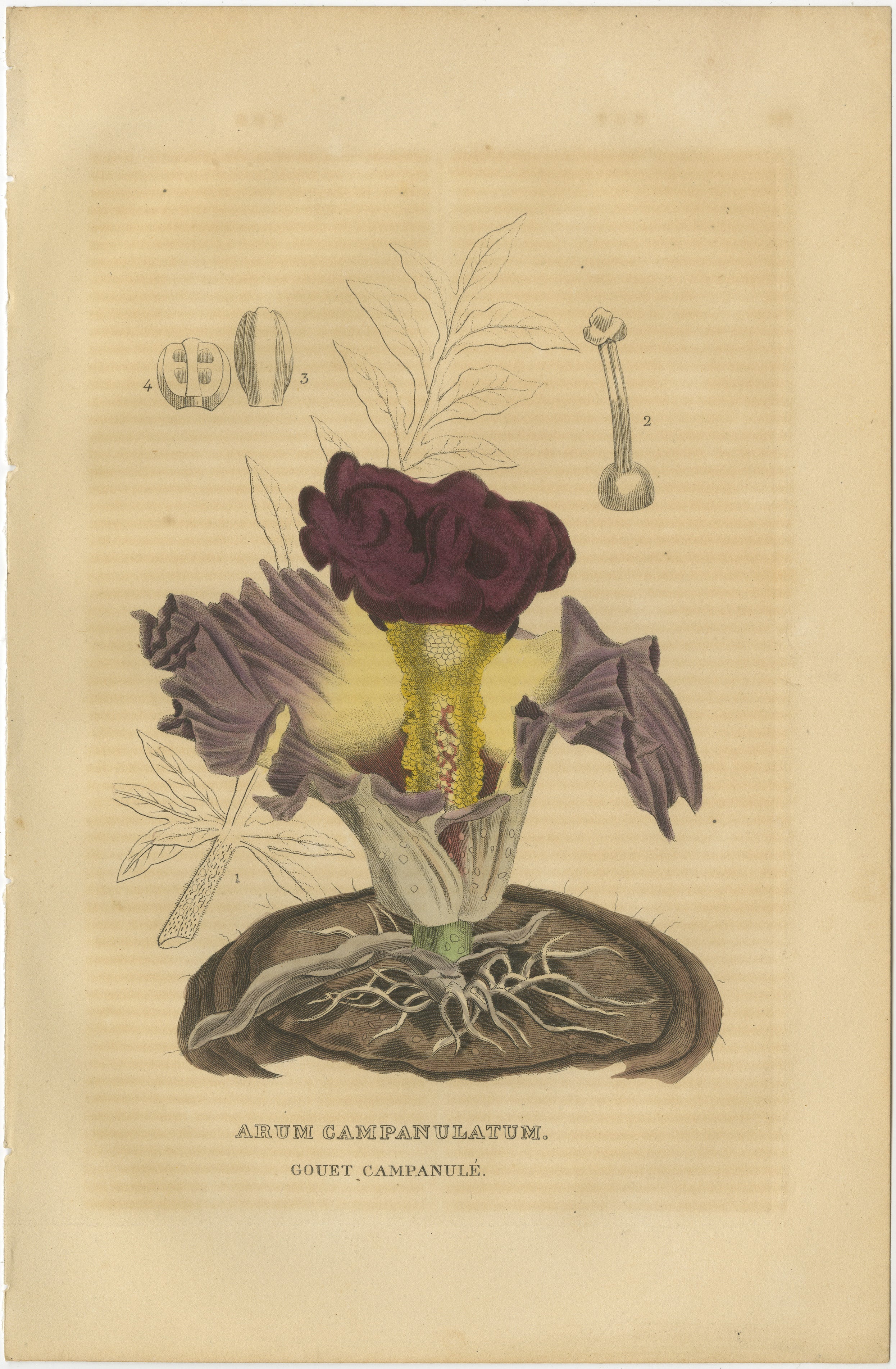 This original antique engraving depicts the Arum Campanulatum, also known as the bell-shaped arum or campanulate arum. This print is hand-colored over 200 years ago.

The plant is illustrated with a large, richly colored burgundy flower that