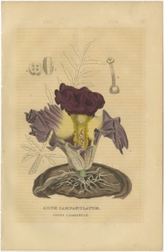 Velvet Majesty: The Bell-Shaped Arum - A Vintage Portrait of Botanical Splendor