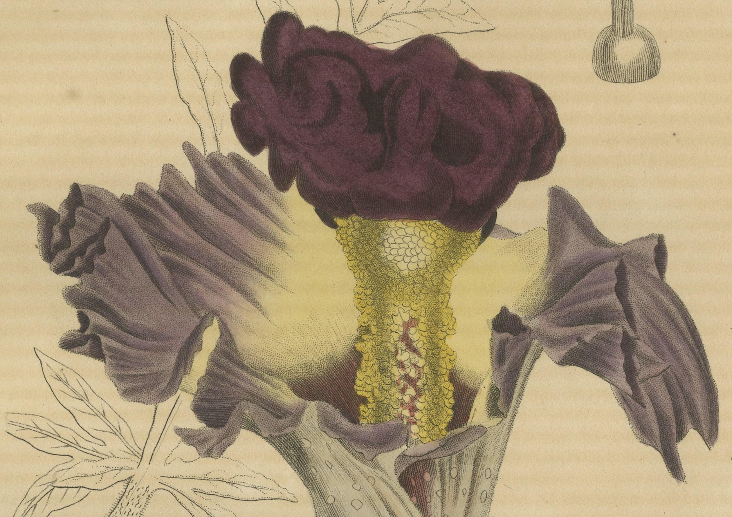 Engraved Velvet Majesty: The Bell-Shaped Arum - A Vintage Portrait of Botanical Splendor For Sale