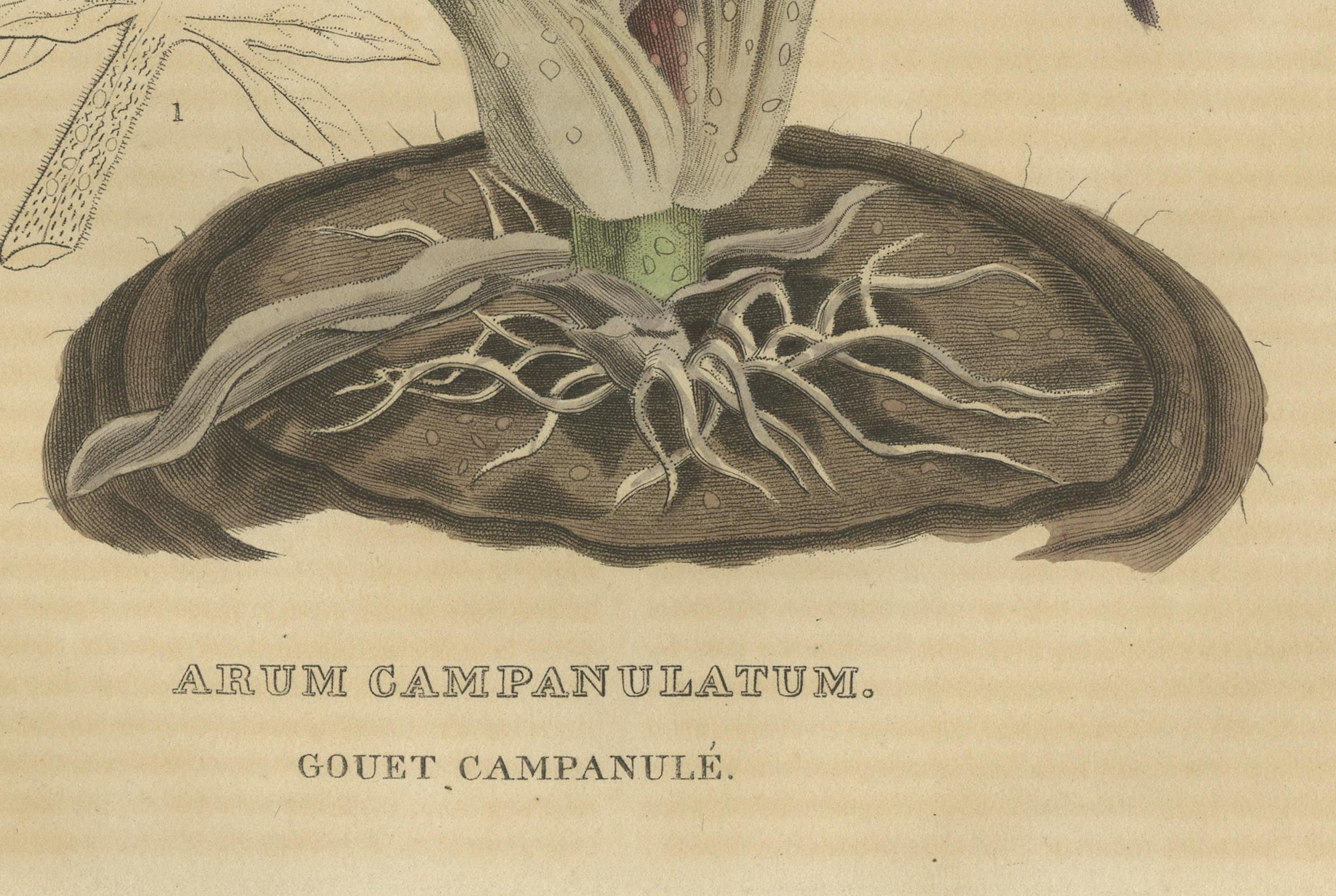 Maestà di velluto: L'Arum a forma di campana: un ritratto d'epoca dello splendore botanico In condizioni buone in vendita a Langweer, NL