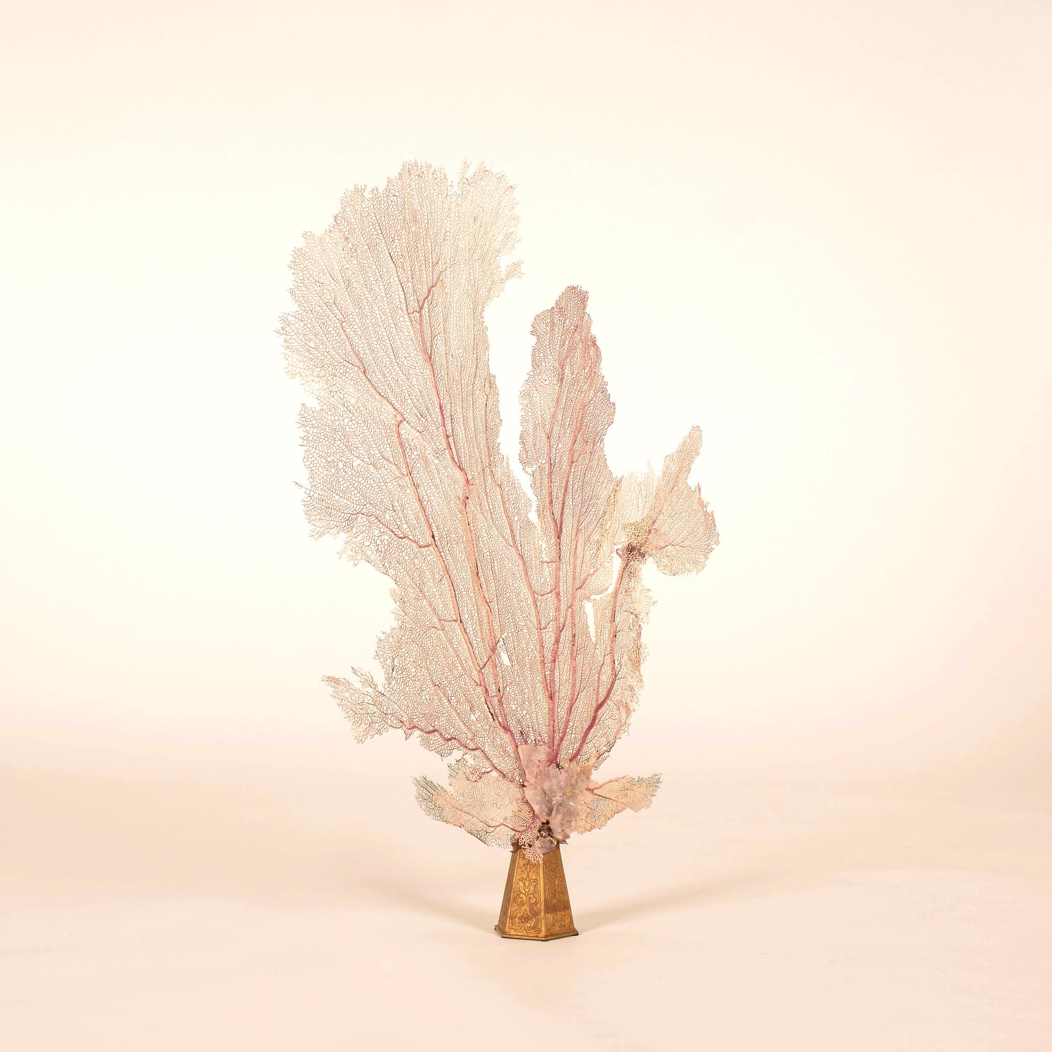 XIX secolo Estetico frammento di bronzo dorato impreziosito da un grande corallo rosa a ventaglio, ammonite del Madagascar, corallo fossile, ametista e un esemplare di ametista a fiore.

Questo articolo è stato imballato professionalmente in una