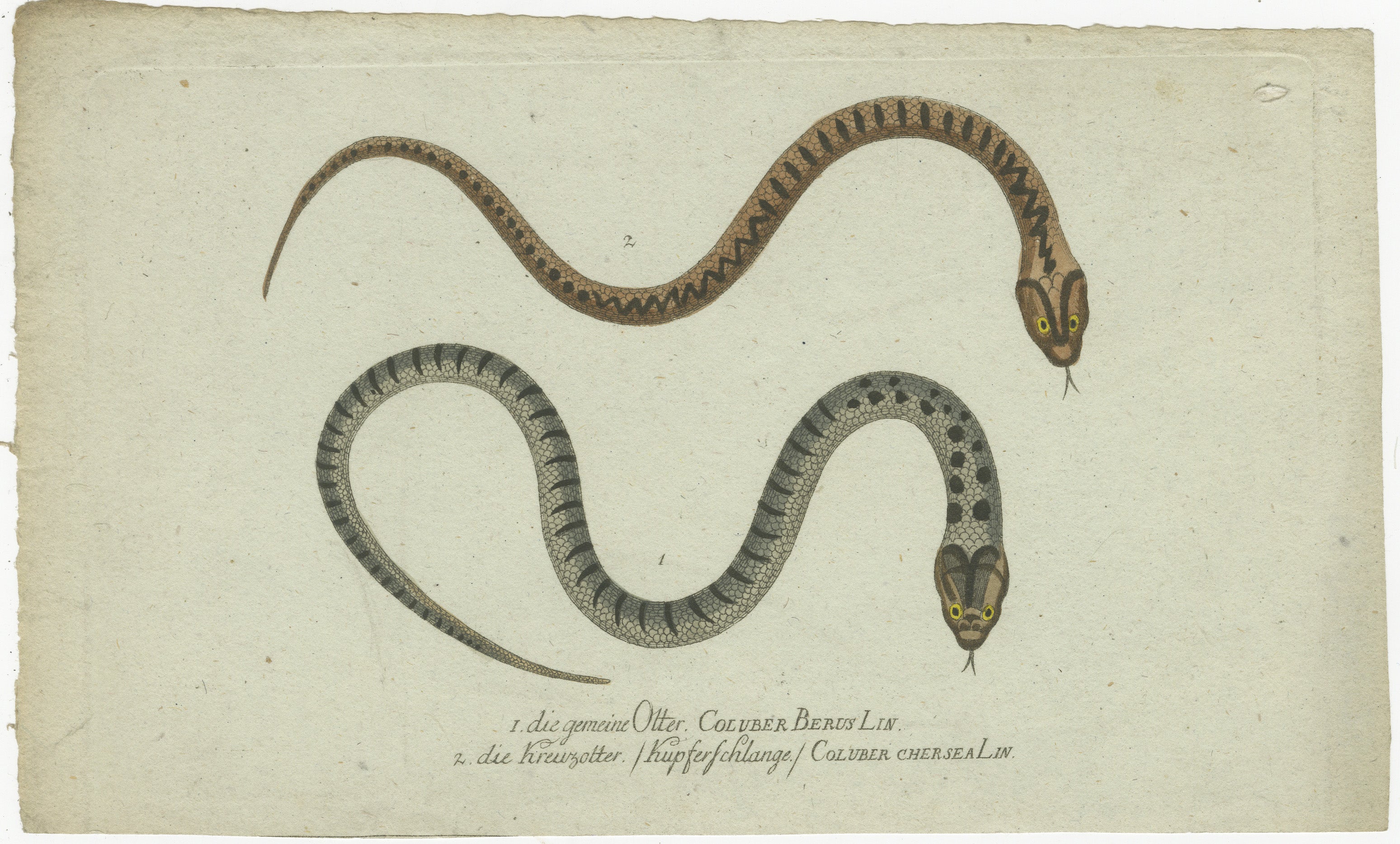 The illustration features two distinct snake species, each labeled in German with their scientific names. Here are the translations and descriptions:

Description of Snakes in the Illustration
1. 