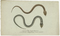 Venom & Vibrance: A Study of European Vipers & North American Copperheads, 1780