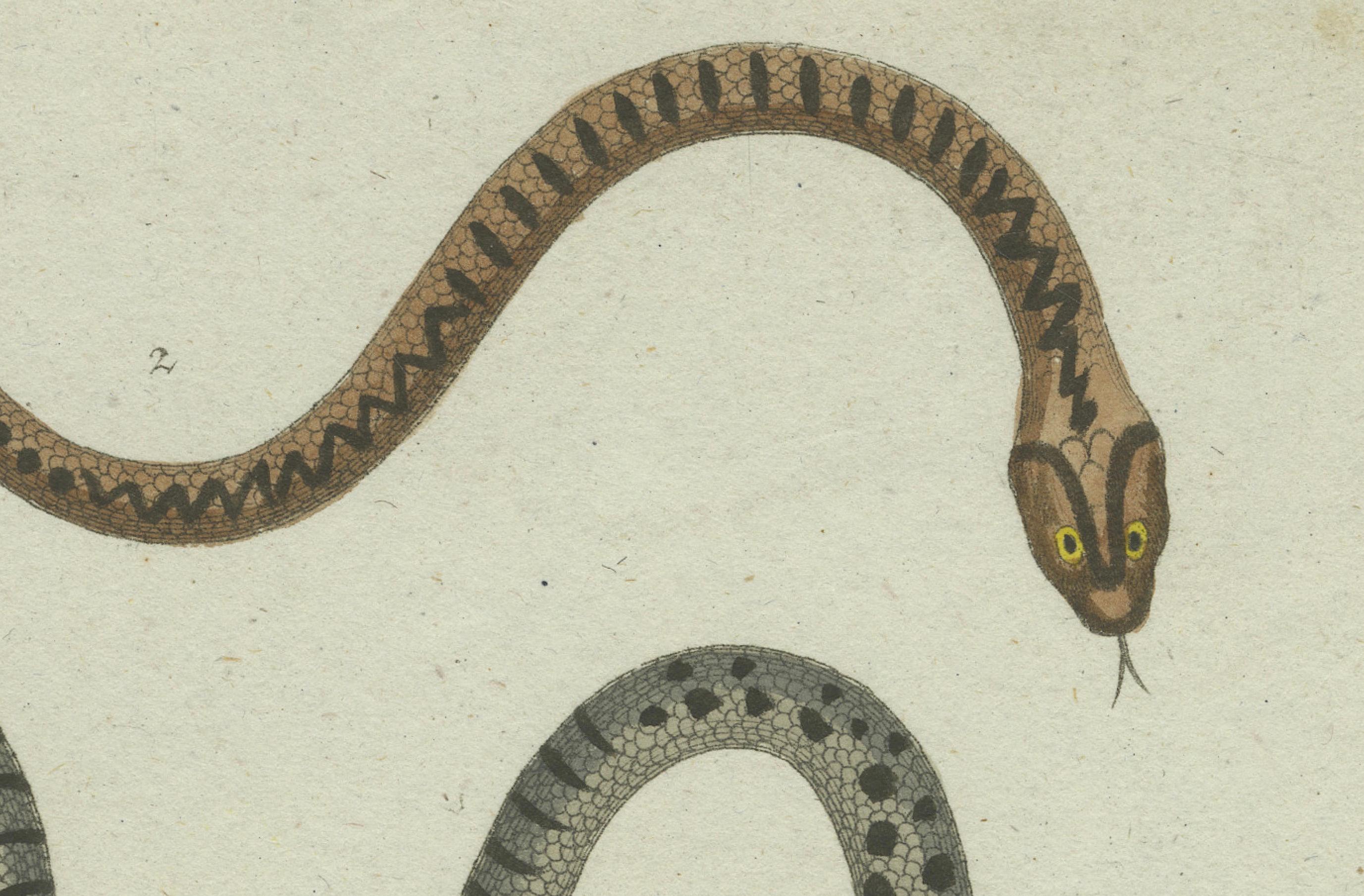 Venom and Vibrance: A Study of European Vipers and North American Copperheads In Good Condition For Sale In Langweer, NL