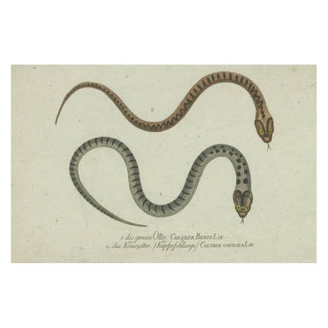 Venom & Vibrance: A Study of European Vipers & North American Copperheads, 1780