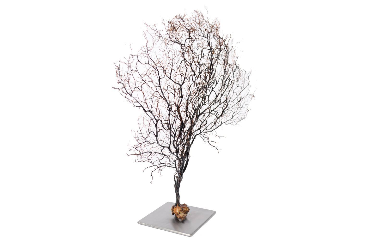 Ventaglio di gorgonia proveniente dal Mediterraneo e risalente agli anni trenta. Ottimo stato. Larghezza cm 54, profondità base cm 17, altezza cm 58. Inches 21.6x2x22.8.
Le gorgonie sono invertebrati bentonici dalla struttura ramificata e piatta,