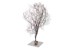 Gorgonian fan from the Mediterranean dating back to the 1930s