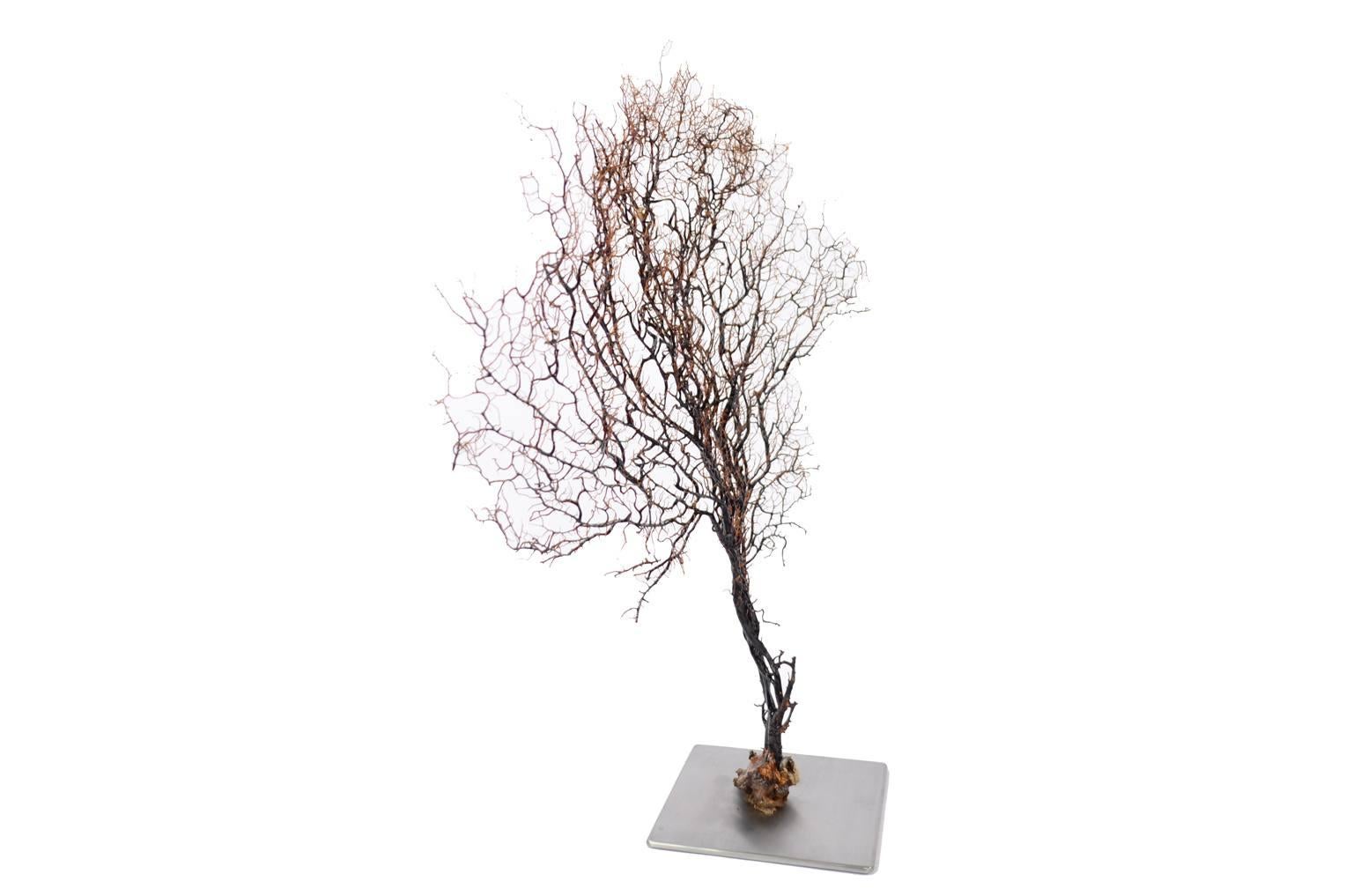 gorgonia nera