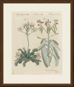 Venus Flytrap Carnivorous Plant, Antique Bertuch Print, circa 1805