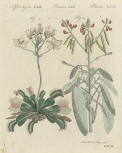 Venus Flytrap Carnivorous Plant, Antique Bertuch Print, circa 1805