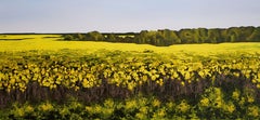 "Campo di canola d'oro"