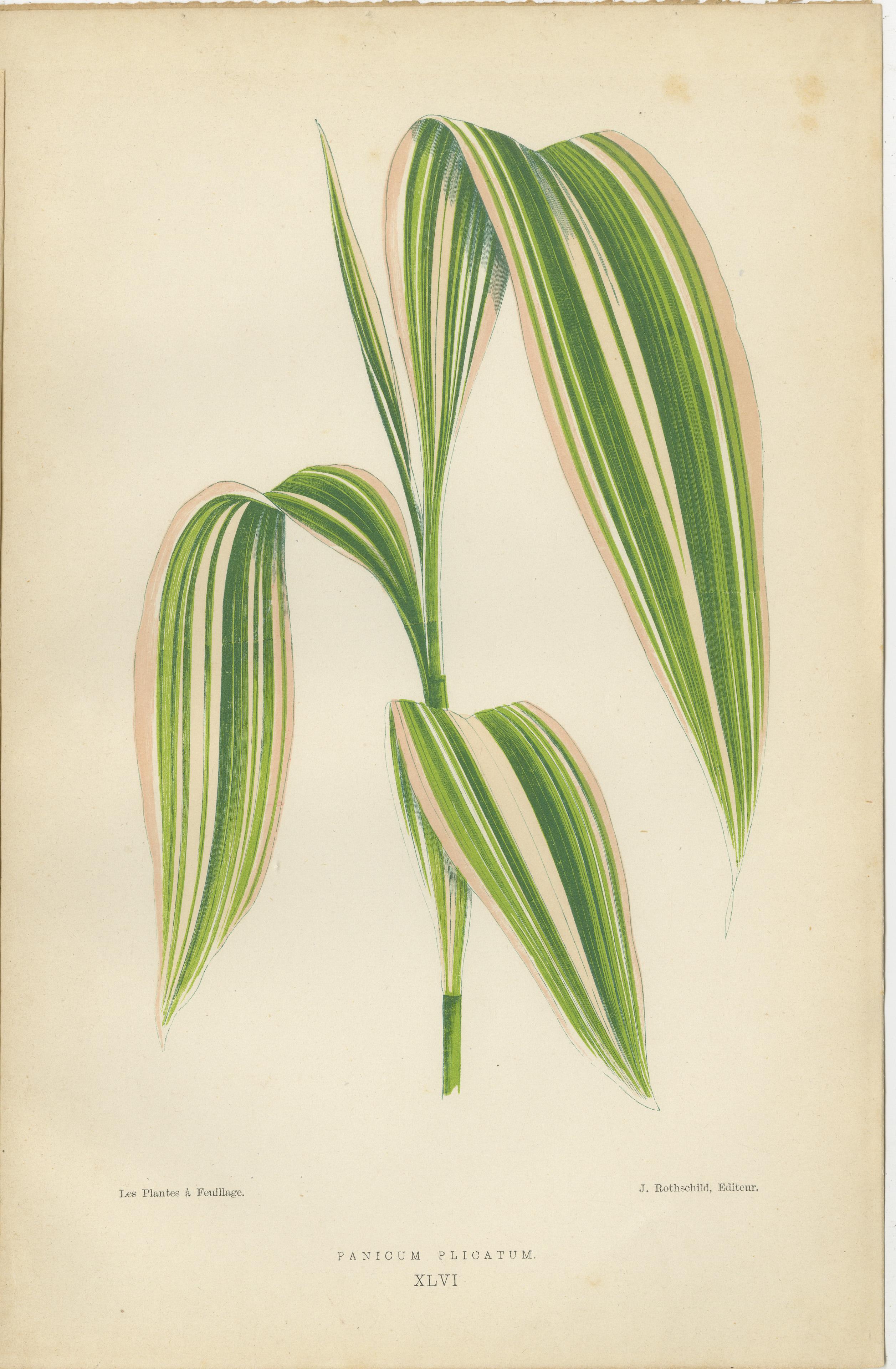 Verdant Elegance: Botanical Artistry from 1880 Paris In Good Condition For Sale In Langweer, NL