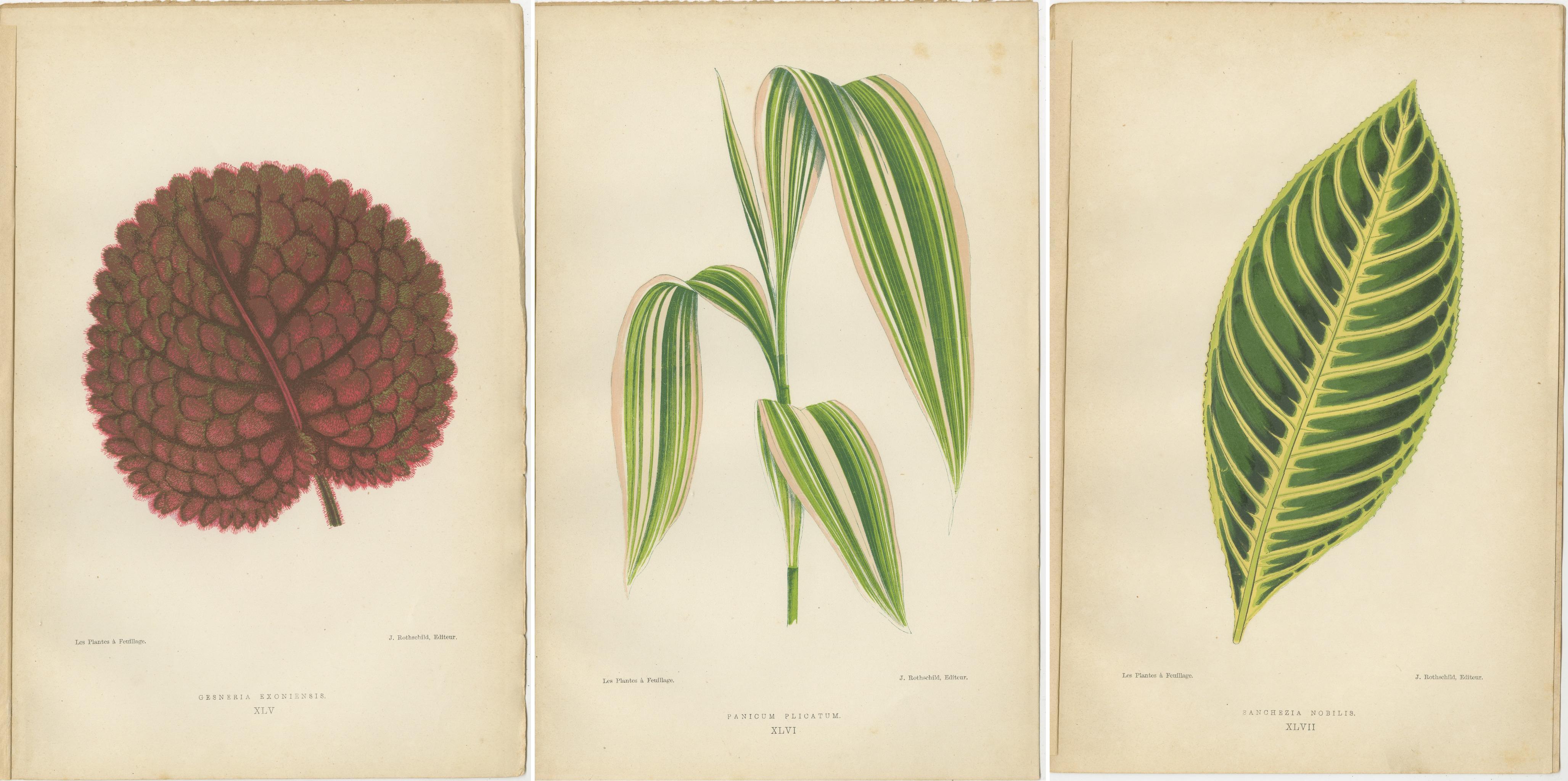 Paper Verdant Elegance: Botanical Artistry from 1880 Paris For Sale