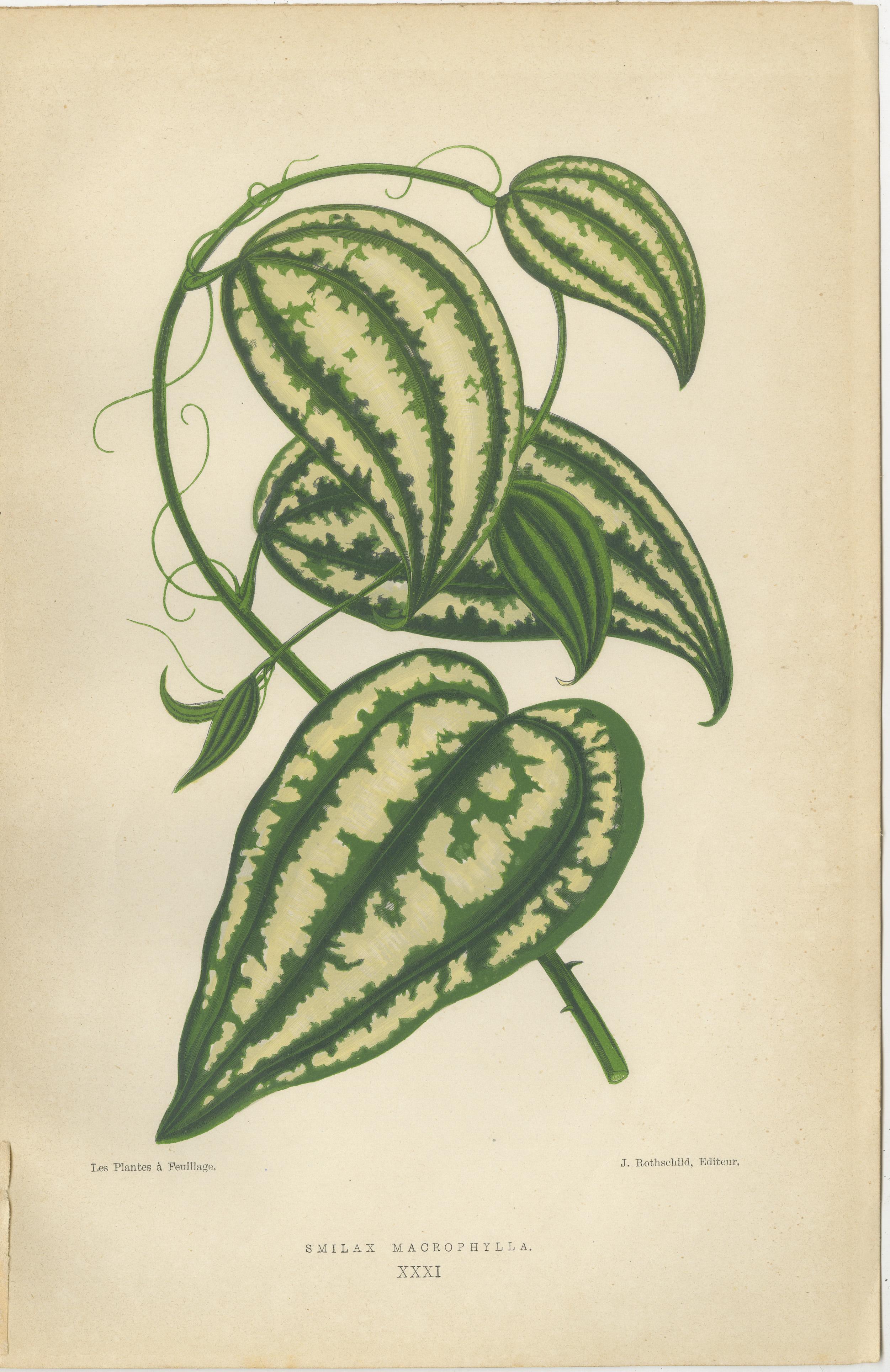 The images are botanical illustrations from 