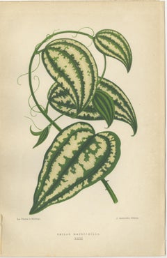 Verdant Splendor: Botanical Illustrations of Foliage from 1880