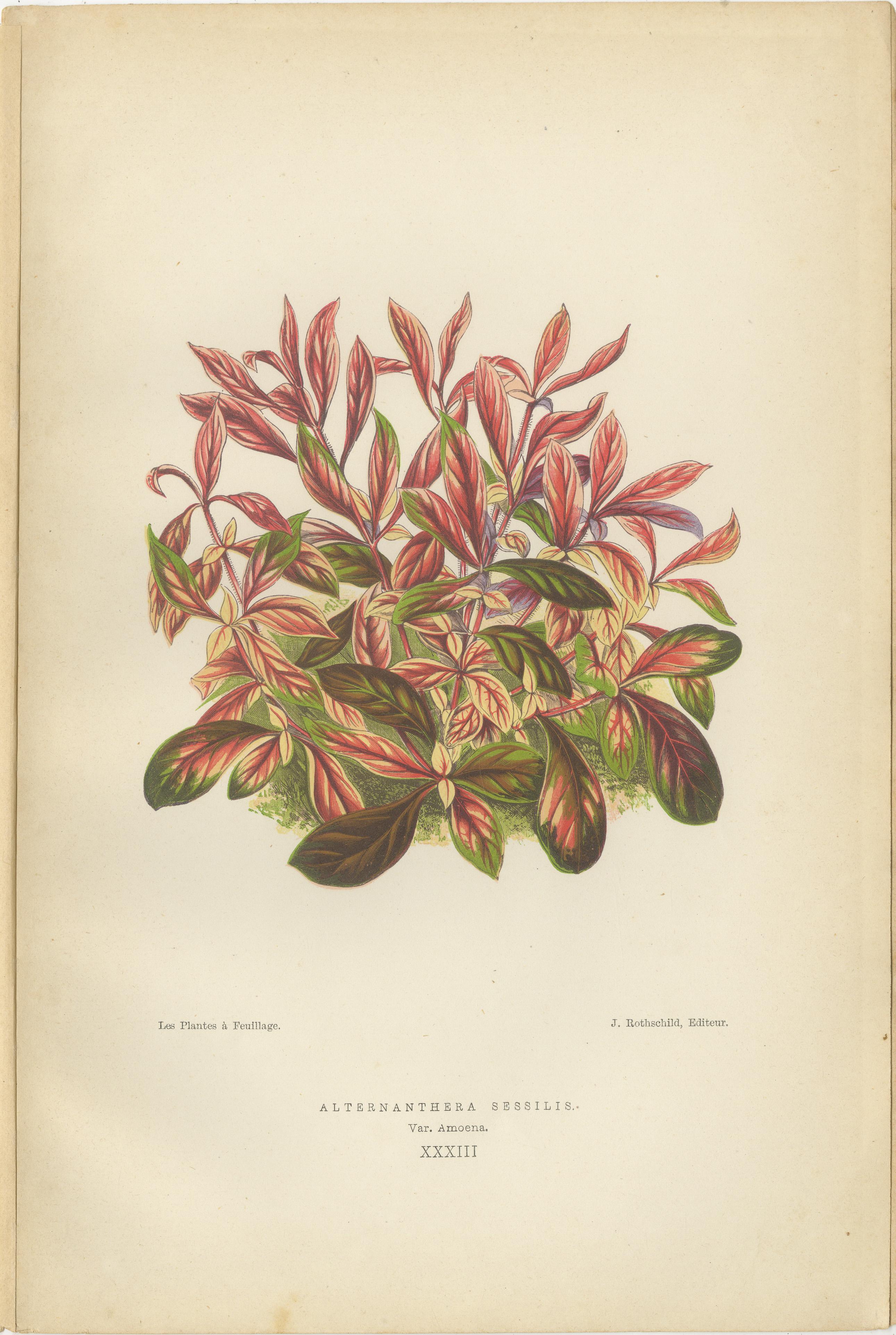 Verdant Splendor: Botanical Illustrations of Foliage from 1880 In Good Condition For Sale In Langweer, NL