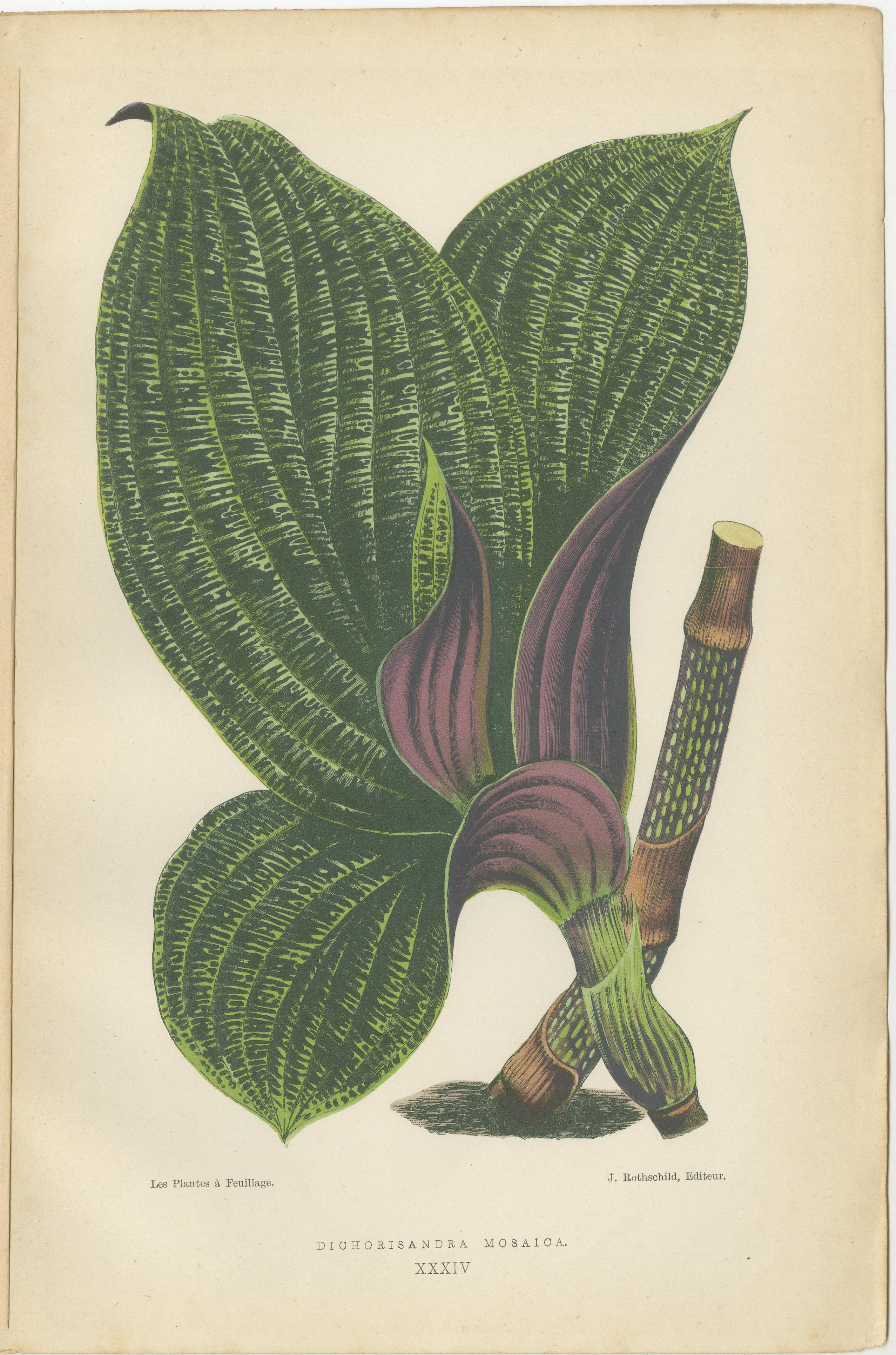Fin du XIXe siècle Splendor verdant : Illustrations botaniques de feuillage de 1880 en vente