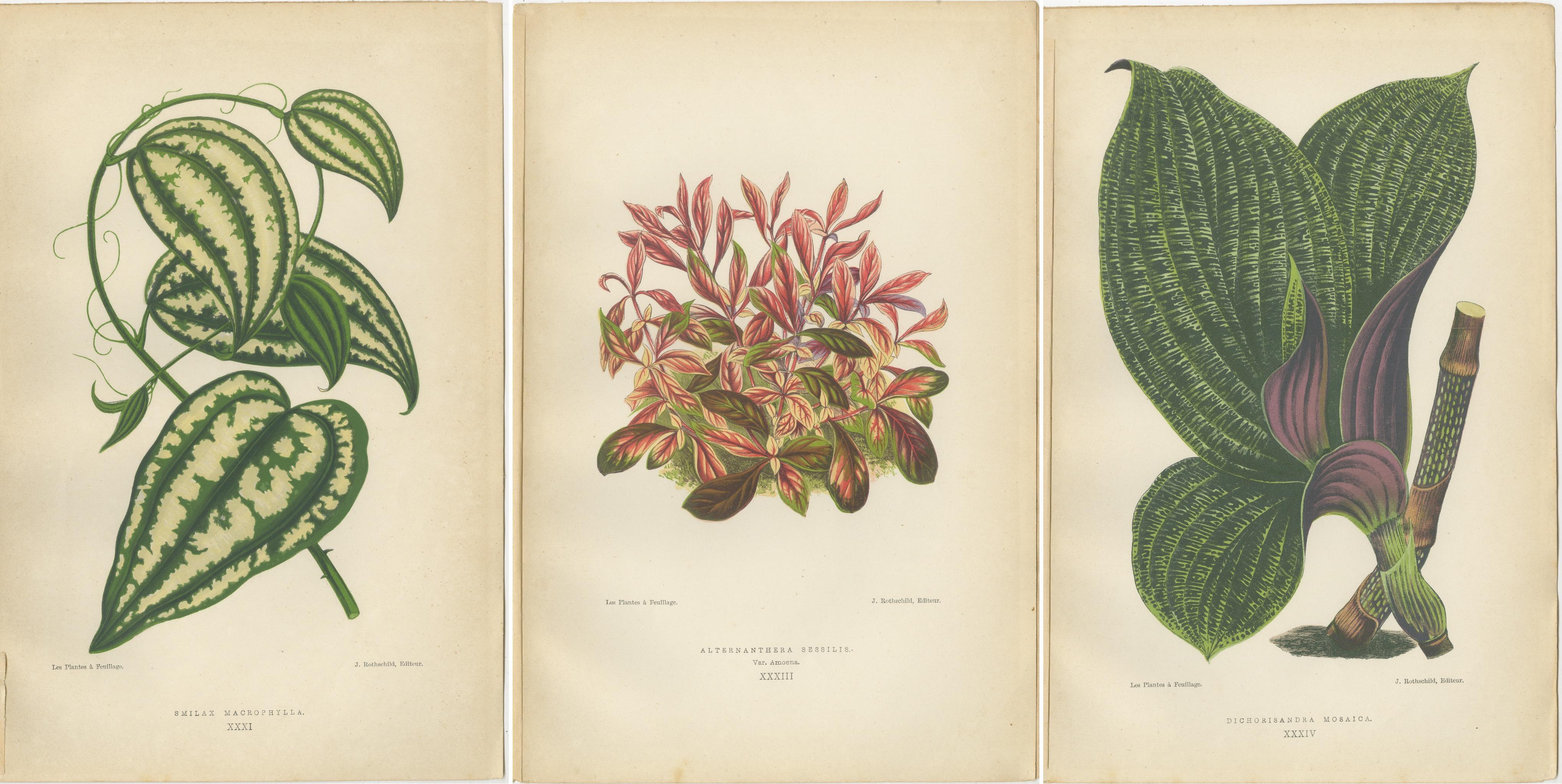 Papier Splendor verdant : Illustrations botaniques de feuillage de 1880 en vente