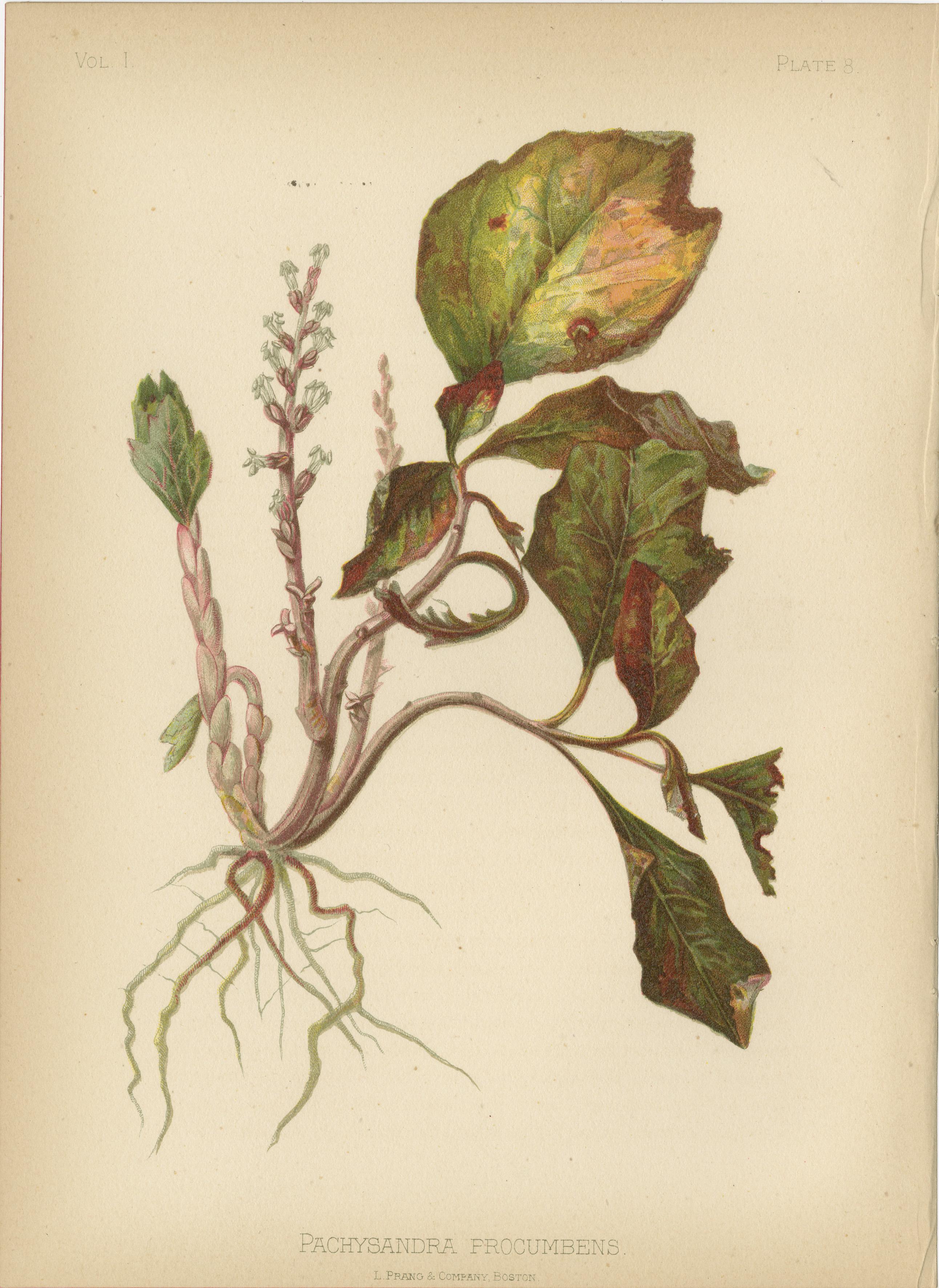 Verdant Splendor: Polypodium and Pachysandra in Botanical Art, 1879 In Good Condition In Langweer, NL
