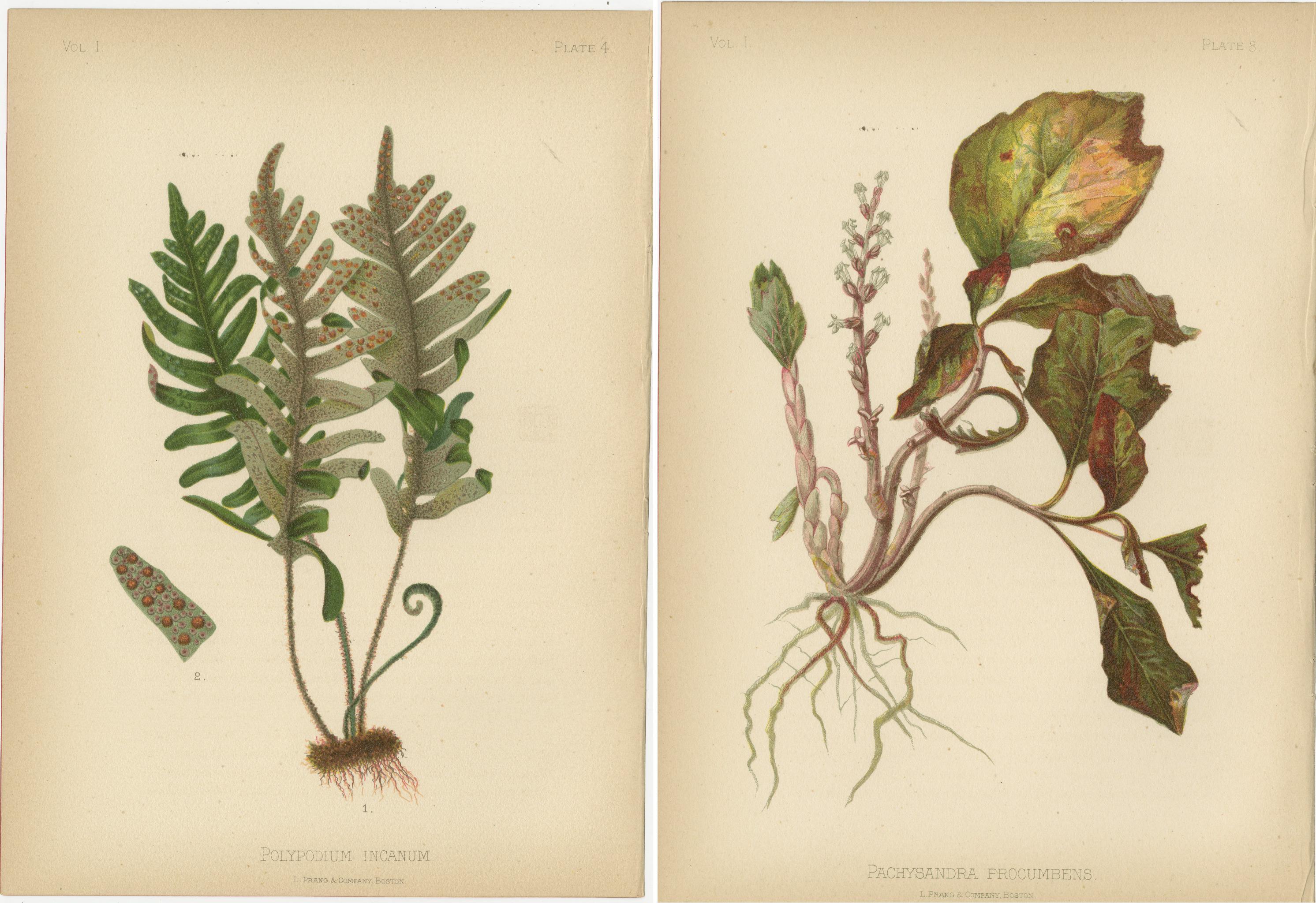 Late 19th Century Verdant Splendor: Polypodium and Pachysandra in Botanical Art, 1879
