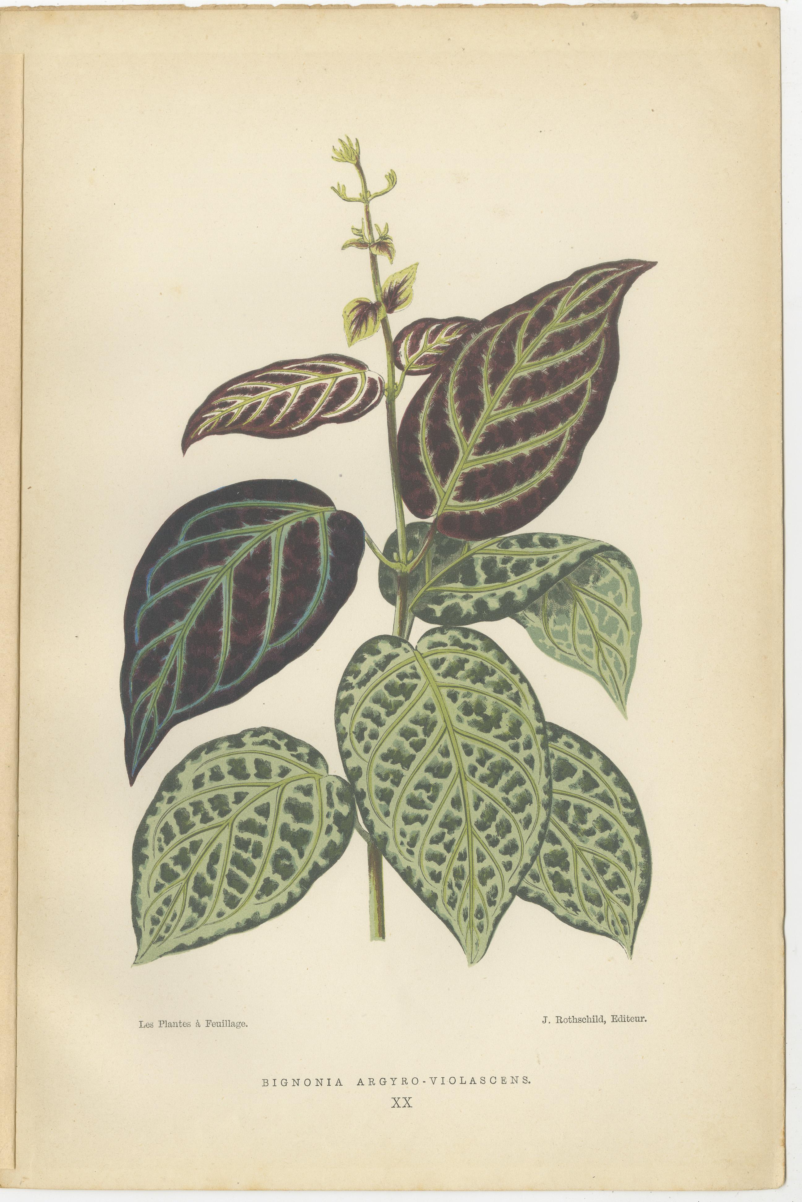 These images are botanical prints from 