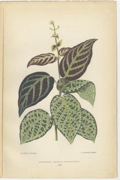 Verdant Variations: A Triptych of 19th Century Botanical Elegance, 1880