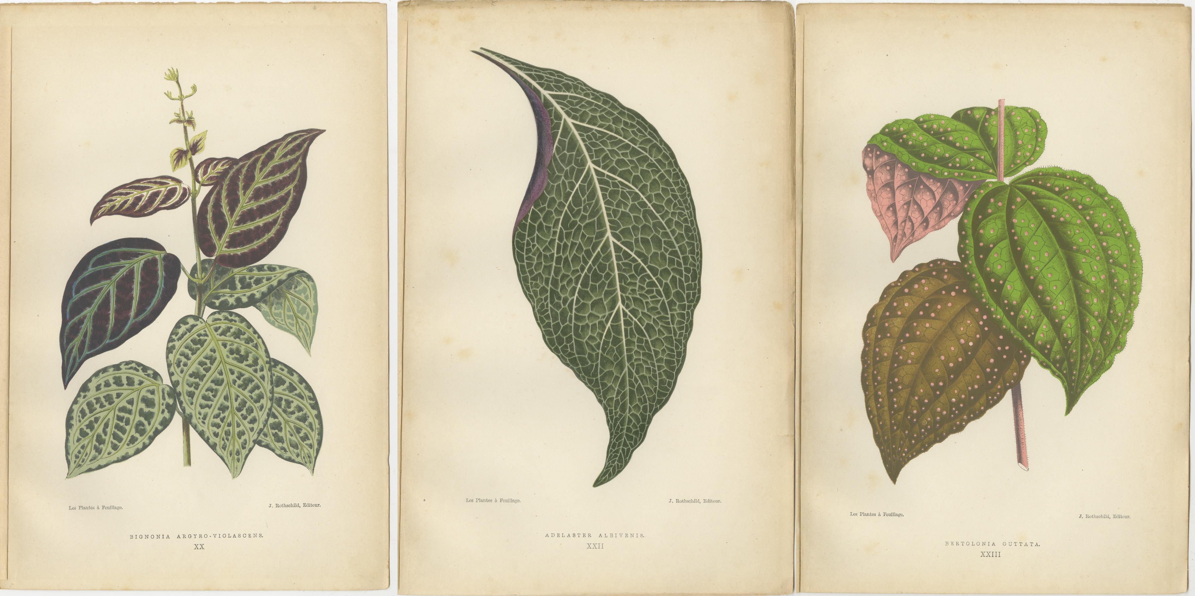 Paper Verdant Variations: A Triptych of 19th Century Botanical Elegance, 1880 For Sale