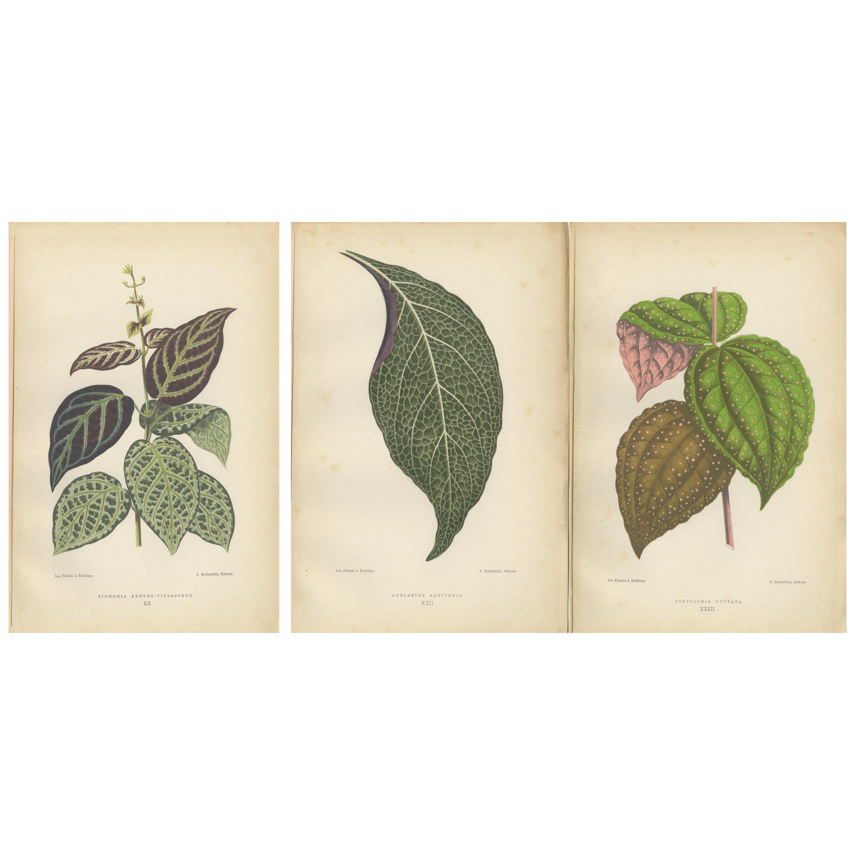 Grüne Variationen: Ein Triptychon der botanischen Eleganz des 19. Jahrhunderts, 1880