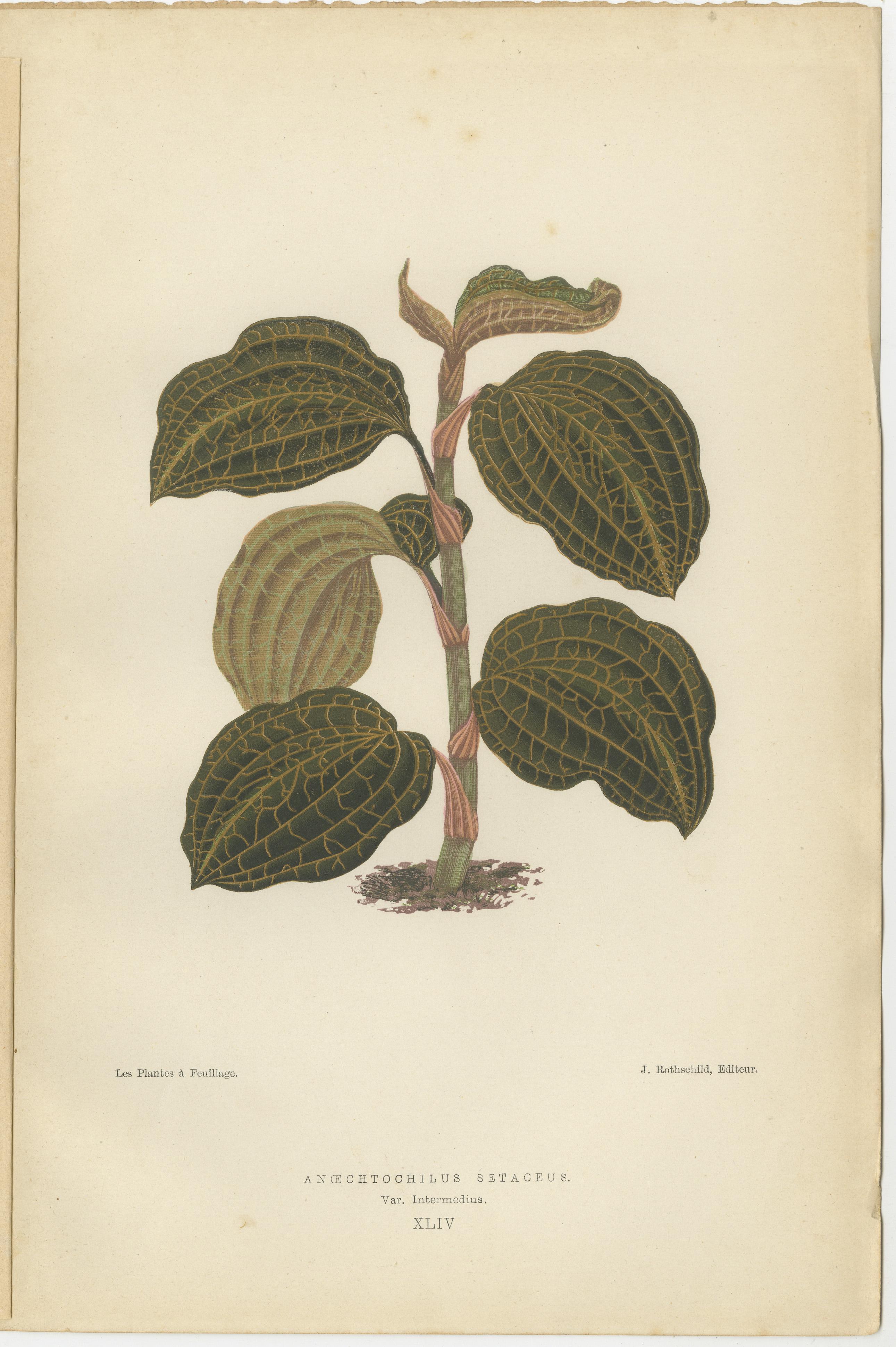 Late 19th Century Verdant Varieties: A Vintage Botanical Collection from 1880 For Sale