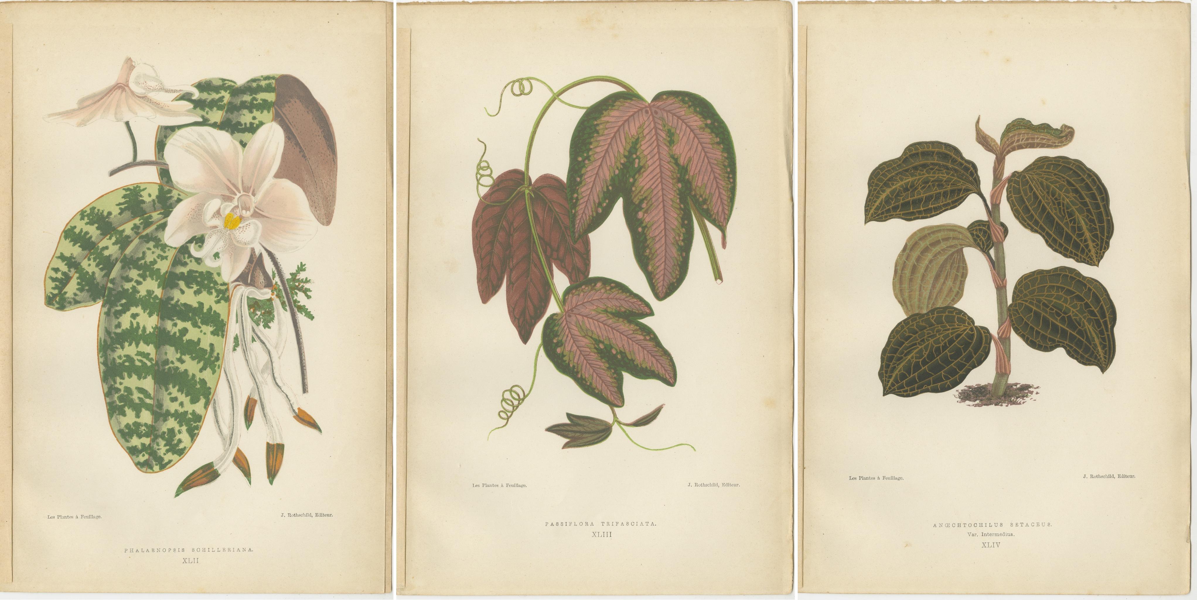 Paper Verdant Varieties: A Vintage Botanical Collection from 1880 For Sale