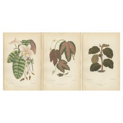 Verdant Varieties: Eine botanische Vintage-Kollektion von 1880
