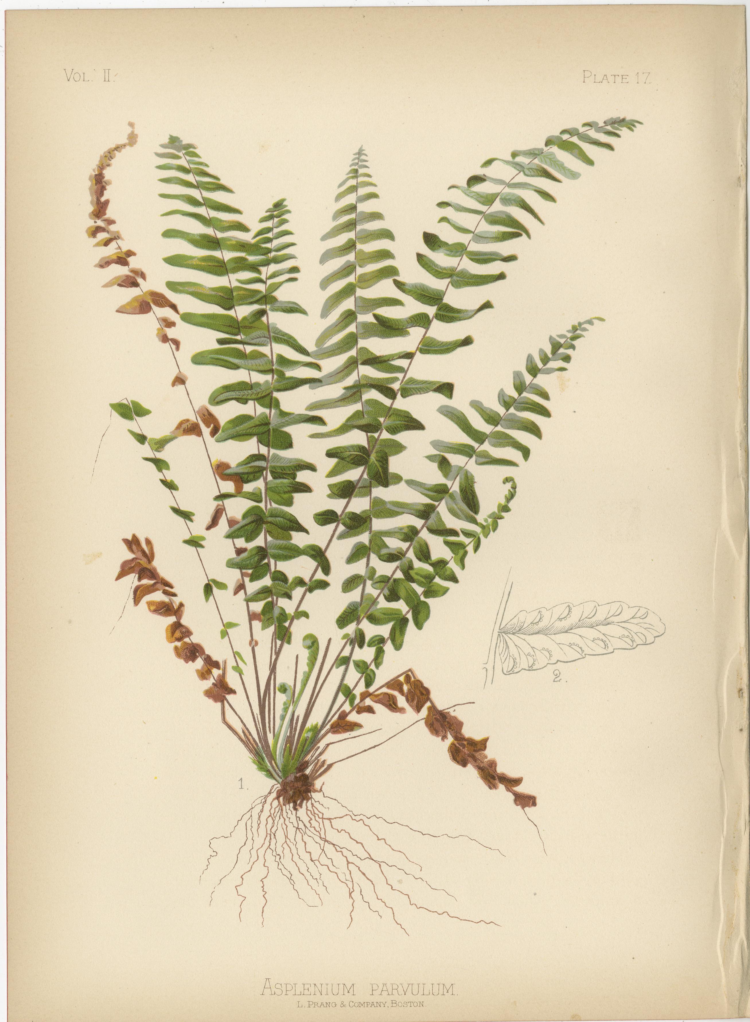 Beautiful chromolithographs of various plant species from Thomas Meehan's 'The Native Flowers and Ferns of the United States', published in 1879. Here's a description of each plant depicted:

1. **Asplenium Parvulum** (Plate 17): This illustration