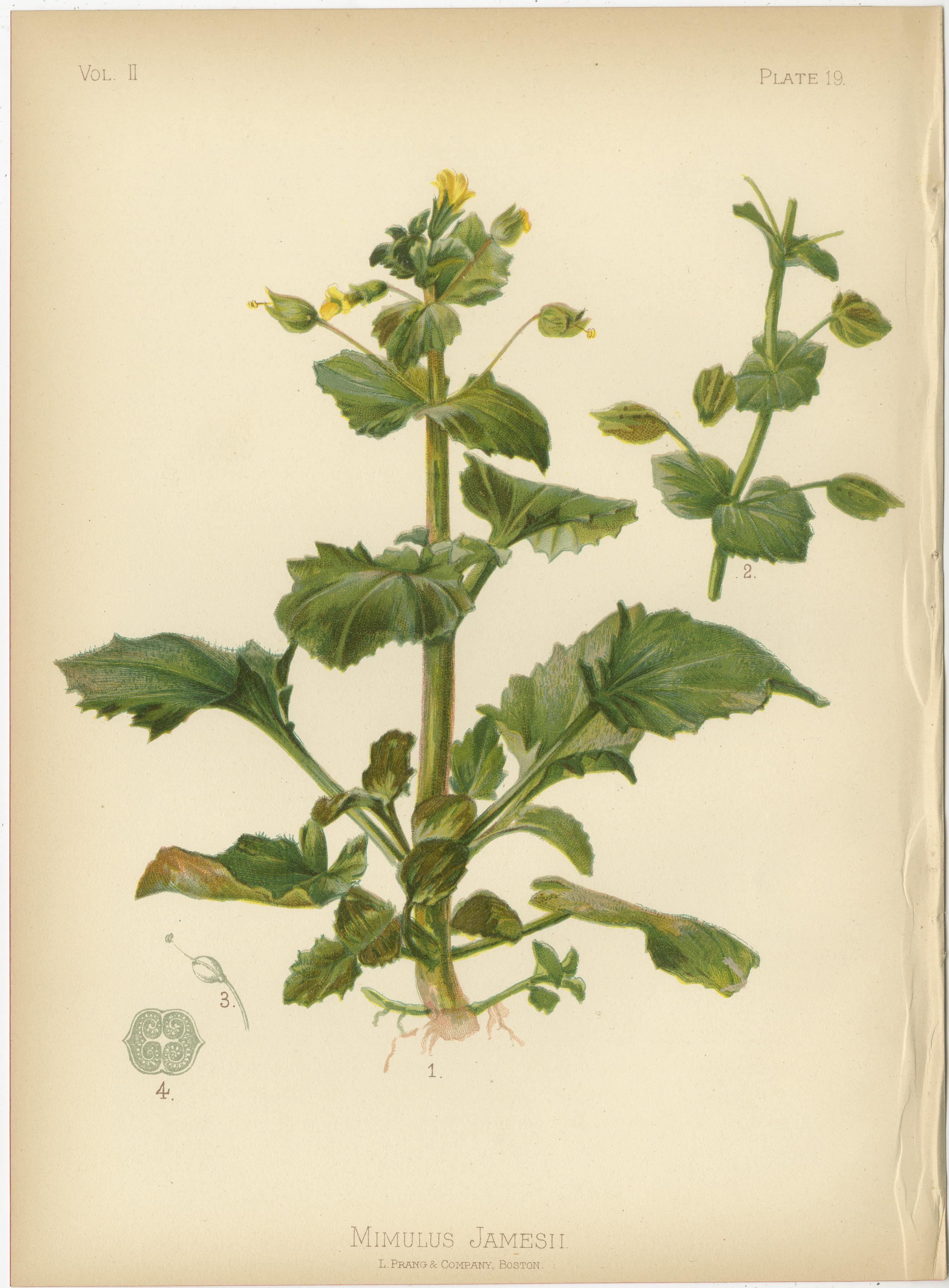 Late 19th Century Verdant Vintage: A Collection of 1879 Botanical Illustrations