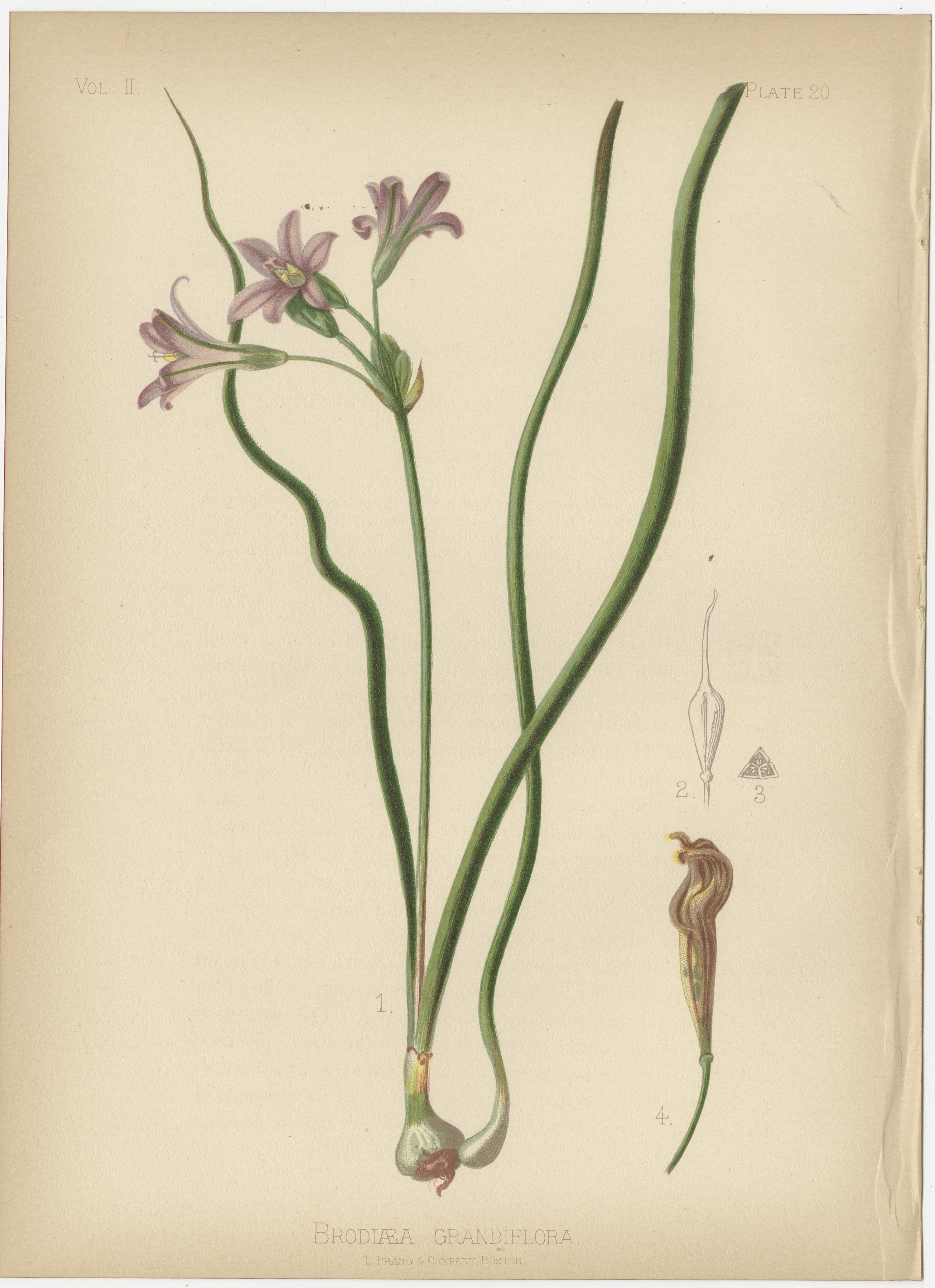 Paper Verdant Vintage: A Collection of 1879 Botanical Illustrations