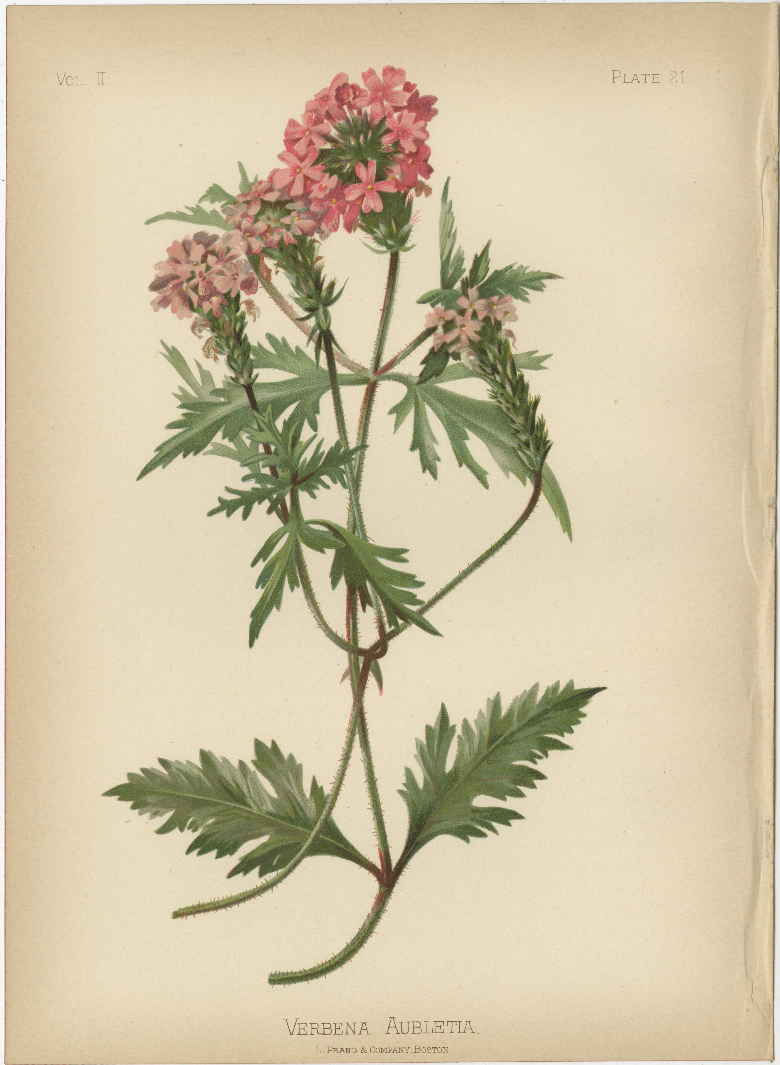 Verdant Vintage: A Collection of 1879 Botanical Illustrations 1