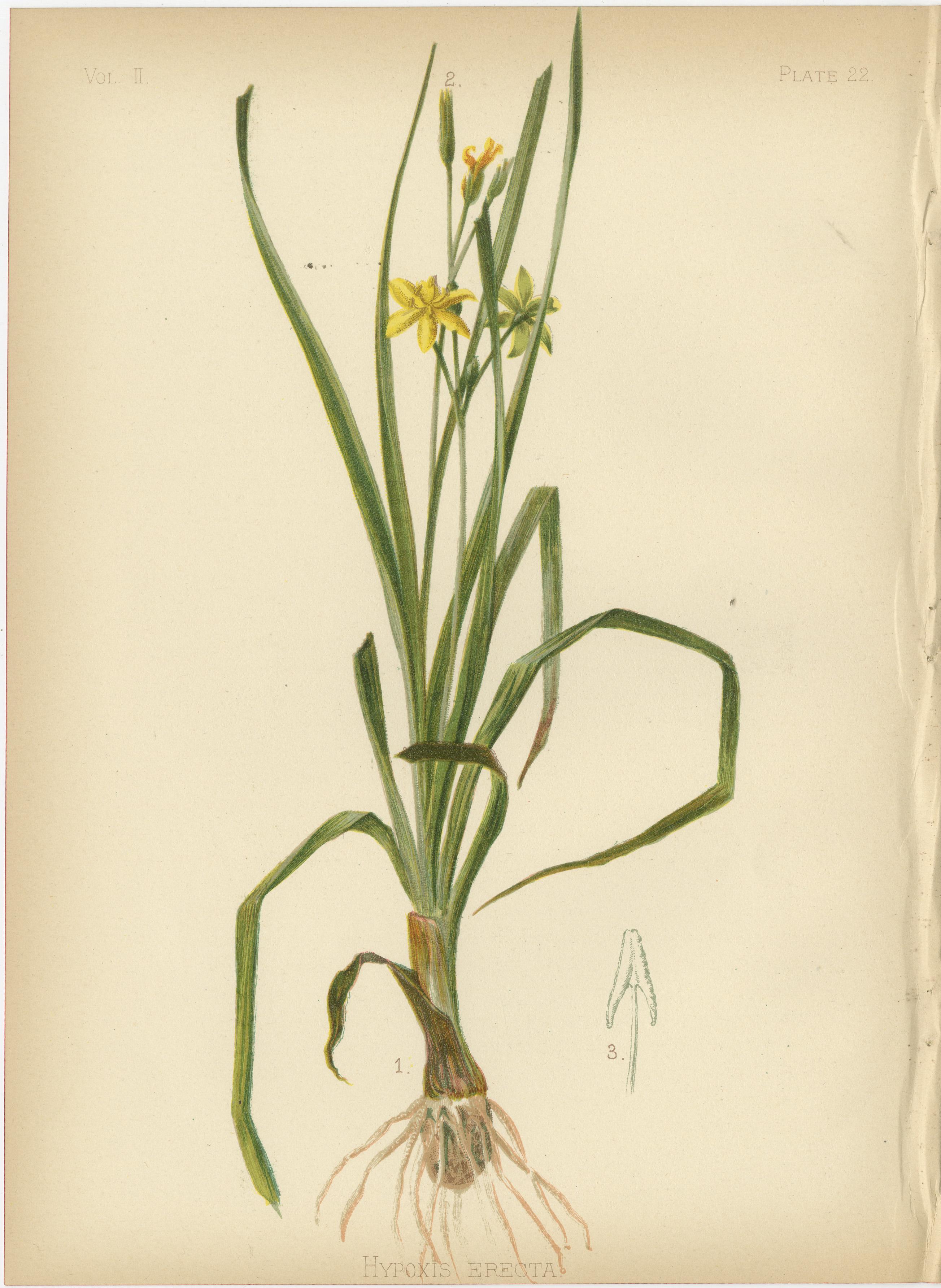 Verdant Vintage: A Collection of 1879 Botanical Illustrations 2