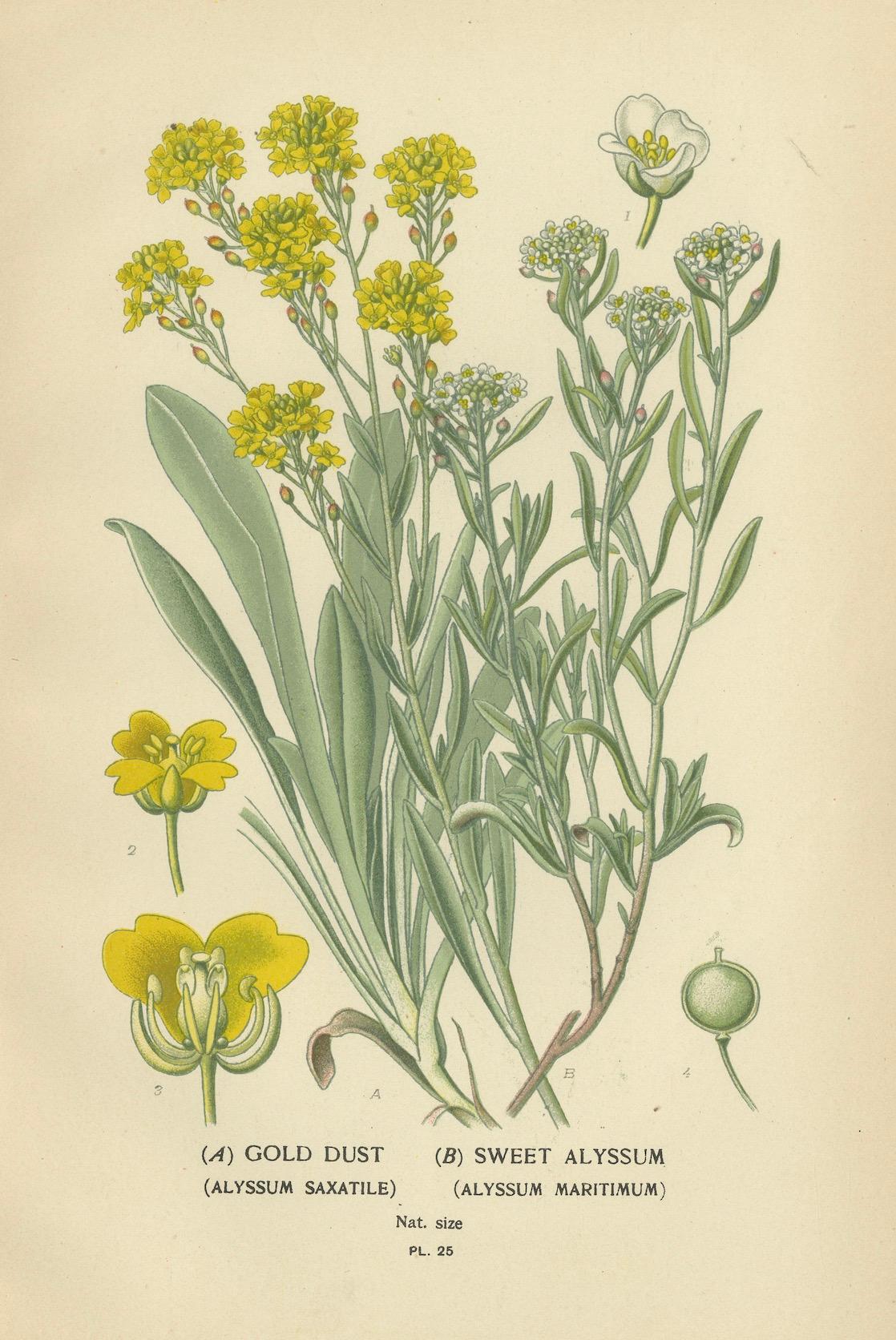 Verdant Vintage: Ein Triptychon aus Edward Steps botanischem Compendium, 1896 im Zustand „Gut“ im Angebot in Langweer, NL
