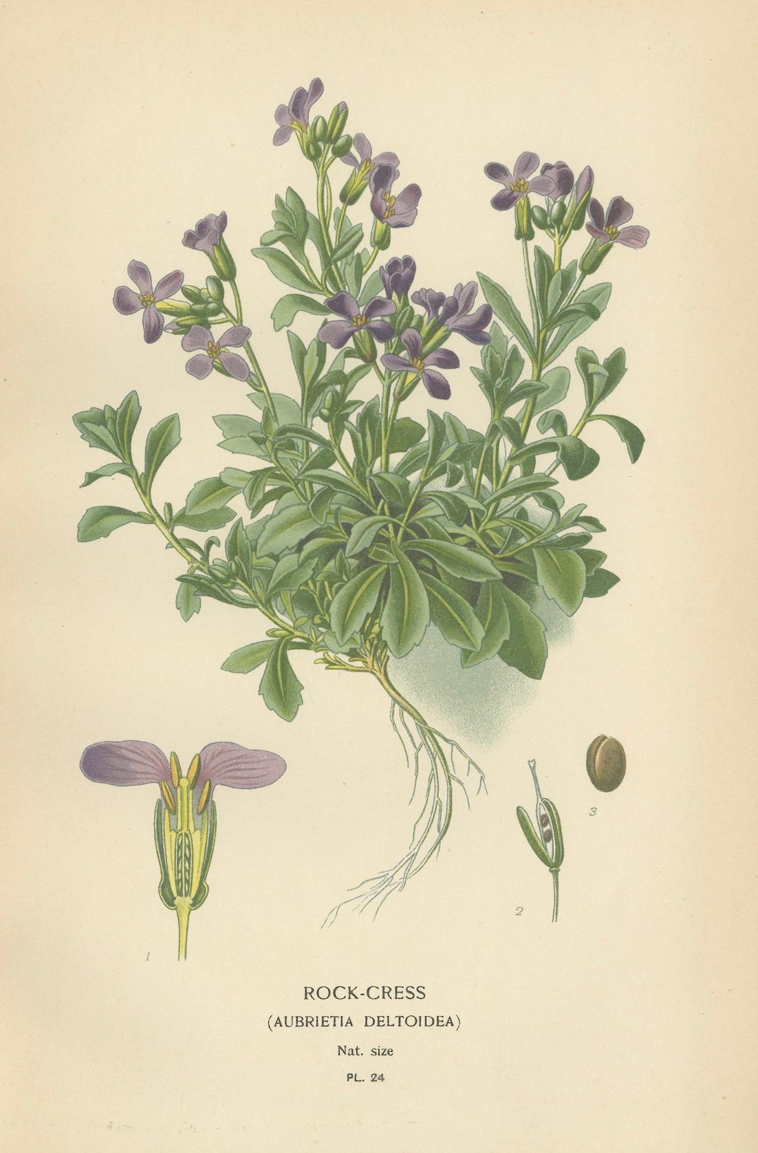 Verdant Vintage: Ein Triptychon aus Edward Steps botanischem Compendium, 1896 (Spätes 19. Jahrhundert) im Angebot