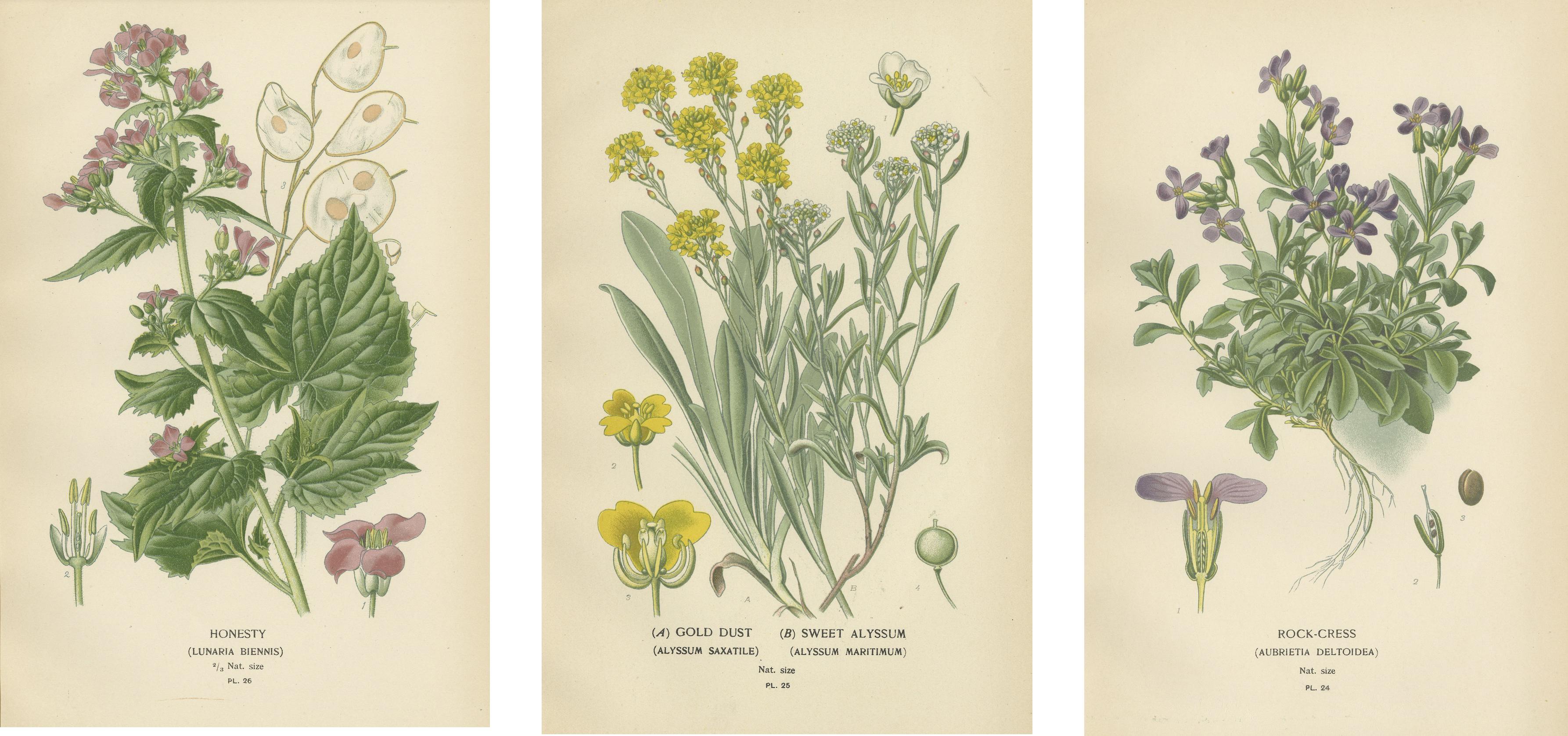 Verdant Vintage: Ein Triptychon aus Edward Steps botanischem Compendium, 1896 (Papier) im Angebot