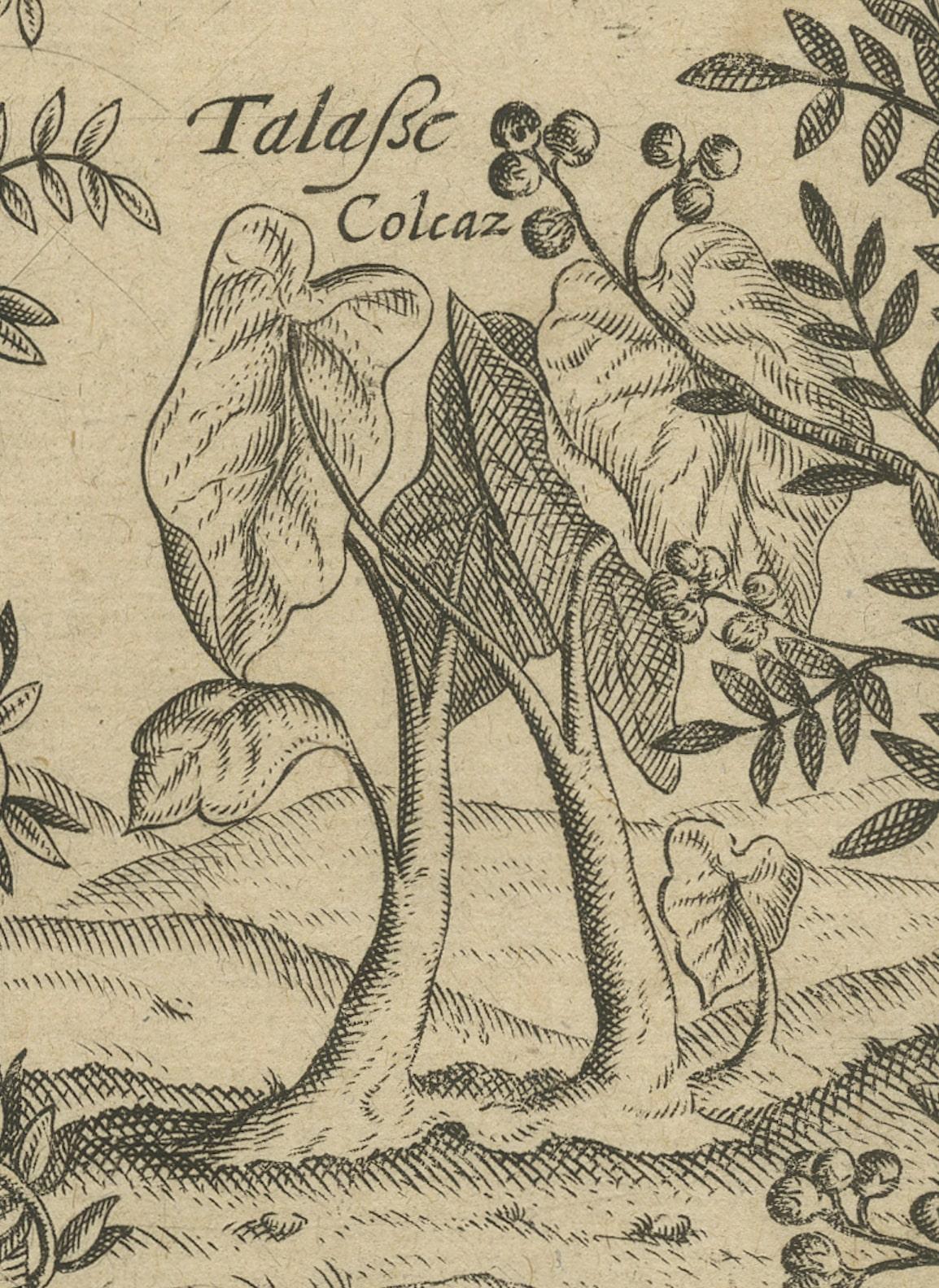 Engraved Verdant Wonders: Exotic Trees and Spices of India in De Bry's 1601 Illustration For Sale