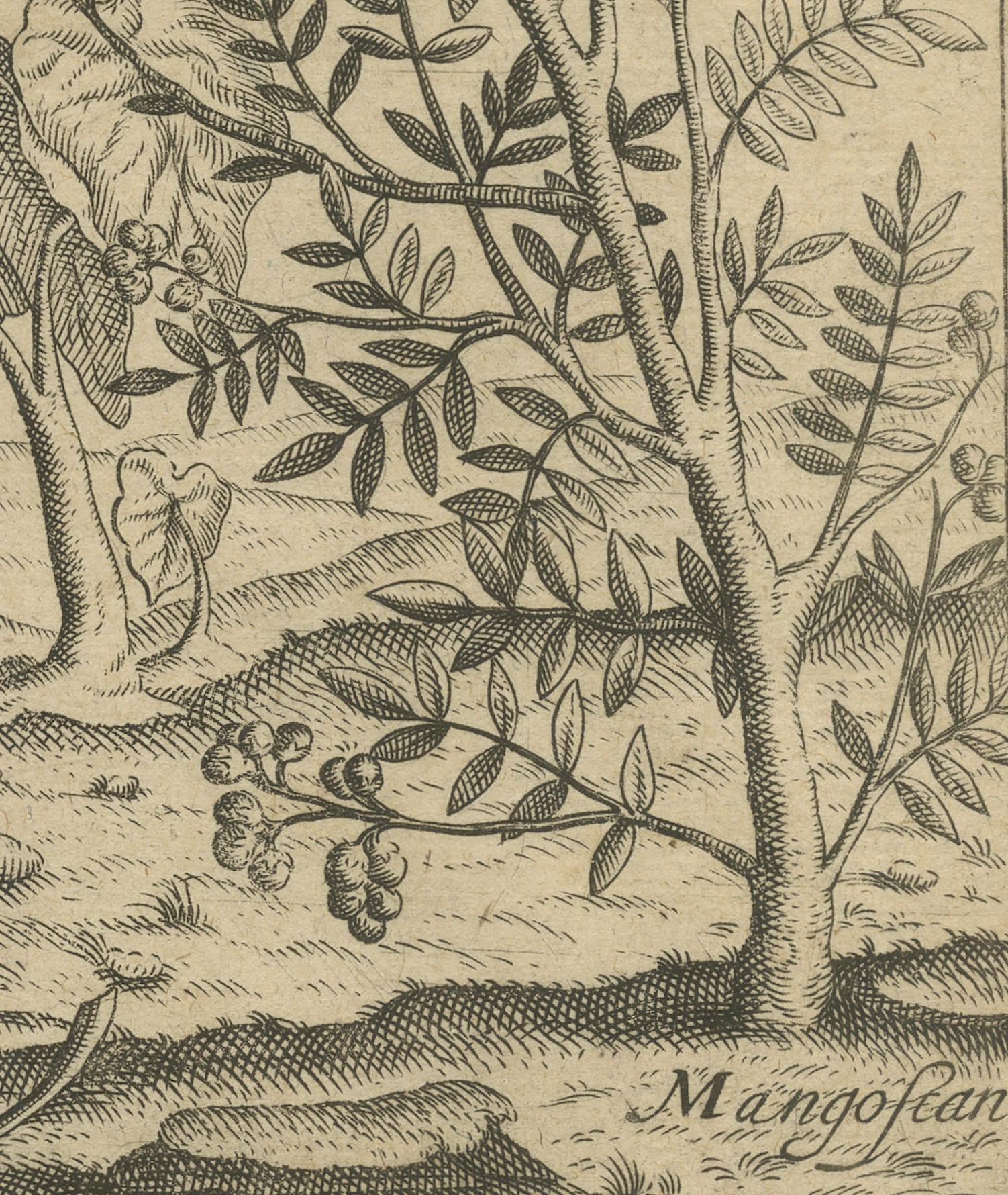 Verdant Wonders: Exotic Trees and Spices of India in De Bry's 1601 Illustration In Good Condition For Sale In Langweer, NL
