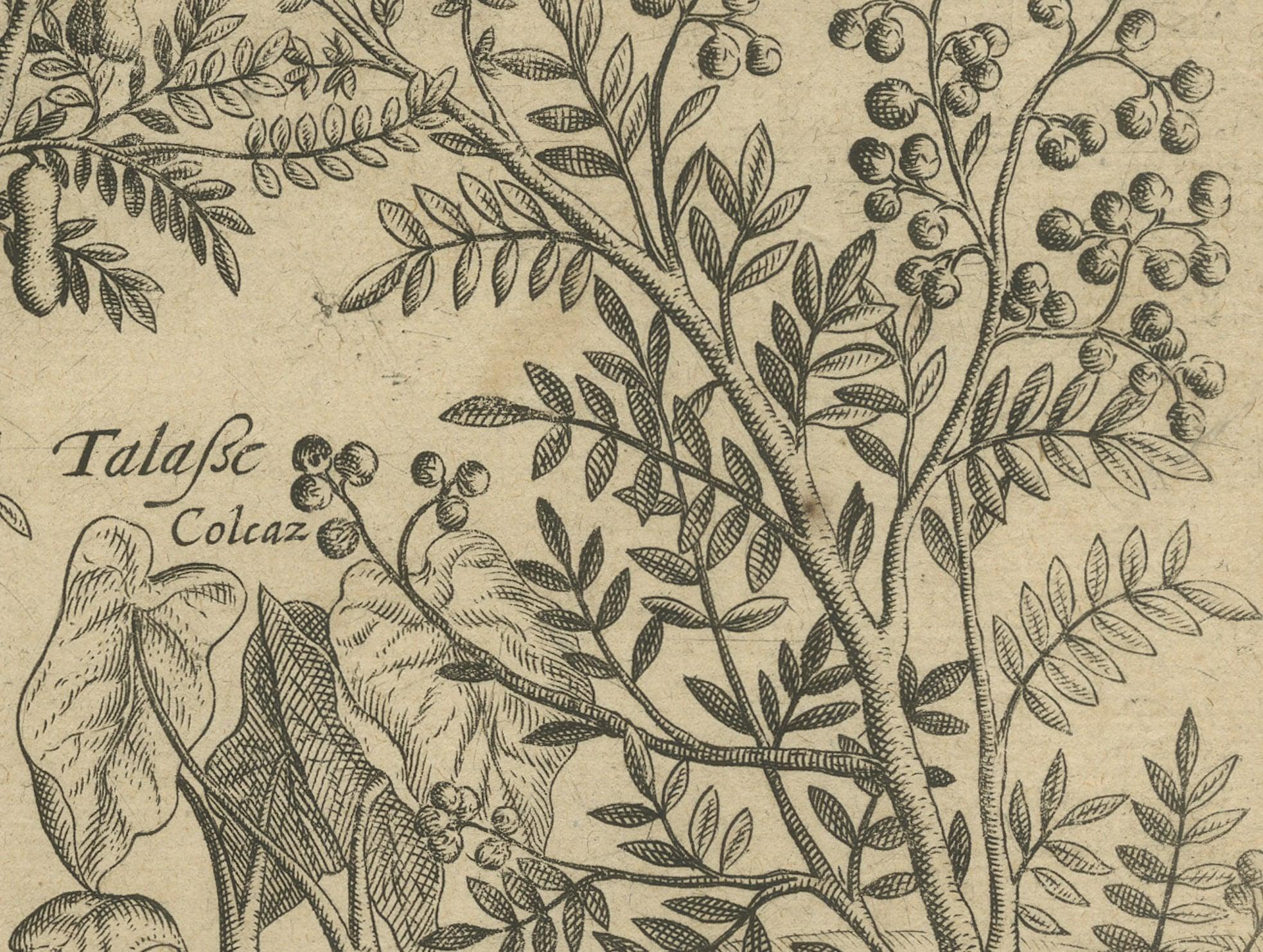 17th Century Verdant Wonders: Exotic Trees and Spices of India in De Bry's 1601 Illustration For Sale